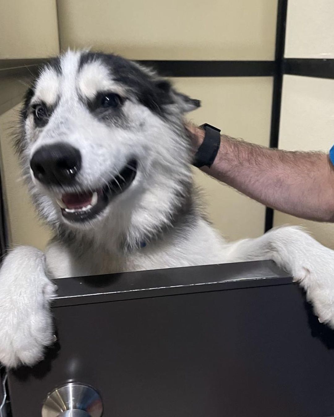 It's always playtime with Micco! He is a happy energetic pup who is eager to greet you with a friendly smile and tail wag. He loves hikes, playtime, and being outdoors. He is a very trainable pup who is eager to learn and please, he just needs someone is willing to invest the time and show him the patience and love he deserves. Come meet him! 

✔️Donate: pricelesspetrescue.org/donate/
✔️Venmo: @pricelesspetrescue
✔️PayPal: priceless.pets@yahoo.com
✔️Wishlist: shorturl.at/tBCKS
____________________________________________________
<a target='_blank' href='https://www.instagram.com/explore/tags/pricelesspetrescue/'>#pricelesspetrescue</a> <a target='_blank' href='https://www.instagram.com/explore/tags/pricelesspets/'>#pricelesspets</a> <a target='_blank' href='https://www.instagram.com/explore/tags/adopt/'>#adopt</a> <a target='_blank' href='https://www.instagram.com/explore/tags/rescue/'>#rescue</a> <a target='_blank' href='https://www.instagram.com/explore/tags/costamesa/'>#costamesa</a> <a target='_blank' href='https://www.instagram.com/explore/tags/claremont/'>#claremont</a> <a target='_blank' href='https://www.instagram.com/explore/tags/chinohills/'>#chinohills</a> <a target='_blank' href='https://www.instagram.com/explore/tags/inlandempire/'>#inlandempire</a> <a target='_blank' href='https://www.instagram.com/explore/tags/orangecounty/'>#orangecounty</a> <a target='_blank' href='https://www.instagram.com/explore/tags/lacounty/'>#lacounty</a> <a target='_blank' href='https://www.instagram.com/explore/tags/dogsrock/'>#dogsrock</a> <a target='_blank' href='https://www.instagram.com/explore/tags/dogsinneed/'>#dogsinneed</a> <a target='_blank' href='https://www.instagram.com/explore/tags/adoptme/'>#adoptme</a> <a target='_blank' href='https://www.instagram.com/explore/tags/petsofinstagram/'>#petsofinstagram</a> <a target='_blank' href='https://www.instagram.com/explore/tags/dogsofinstagram/'>#dogsofinstagram</a> <a target='_blank' href='https://www.instagram.com/explore/tags/dogstagram/'>#dogstagram</a> <a target='_blank' href='https://www.instagram.com/explore/tags/catsofinstagram/'>#catsofinstagram</a> <a target='_blank' href='https://www.instagram.com/explore/tags/catsinneed/'>#catsinneed</a> <a target='_blank' href='https://www.instagram.com/explore/tags/catsrock/'>#catsrock</a> <a target='_blank' href='https://www.instagram.com/explore/tags/catstagram/'>#catstagram</a> <a target='_blank' href='https://www.instagram.com/explore/tags/rabbitstagram/'>#rabbitstagram</a> <a target='_blank' href='https://www.instagram.com/explore/tags/rabbitsofinstagram/'>#rabbitsofinstagram</a> <a target='_blank' href='https://www.instagram.com/explore/tags/rabbitsofig/'>#rabbitsofig</a> <a target='_blank' href='https://www.instagram.com/explore/tags/rescuebunnies/'>#rescuebunnies</a> <a target='_blank' href='https://www.instagram.com/explore/tags/savingbunbybun/'>#savingbunbybun</a> <a target='_blank' href='https://www.instagram.com/explore/tags/savingonebyone/'>#savingonebyone</a> <a target='_blank' href='https://www.instagram.com/explore/tags/untiltherearenone/'>#untiltherearenone</a> <a target='_blank' href='https://www.instagram.com/explore/tags/petrescue/'>#petrescue</a> <a target='_blank' href='https://www.instagram.com/explore/tags/nokillshelter/'>#nokillshelter</a> <a target='_blank' href='https://www.instagram.com/explore/tags/nonprofit/'>#nonprofit</a>