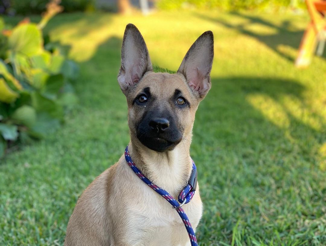 PENNY is still with us. Officially the longest I’ve had a puppy in my rescue. 🤷‍♀️ 

She has grown up in her foster home and she should be growing up in her forever home. A home of her own where she can be frolicking in the yard and snuggling with her family. 💕

She’s just 3 months old and is beyond perfection. Happy, smart, goofy, potty trained, vaccinated, micro chipped, ready to go home.💕 

Can you help us get creative and brainstorm on how to get her heavily shared so we can find her a home? I was really hoping she would have at least one meet and greet this weekend but I didn’t receive even one application.

Her home is out there and we will find it. BELIEVE!!!💕

Application in the link in bio ✔️ we’ll get back to you same day. Thank you 😊 

📷 @jazzy.rangel 

<a target='_blank' href='https://www.instagram.com/explore/tags/frankielolaandfriends/'>#frankielolaandfriends</a>