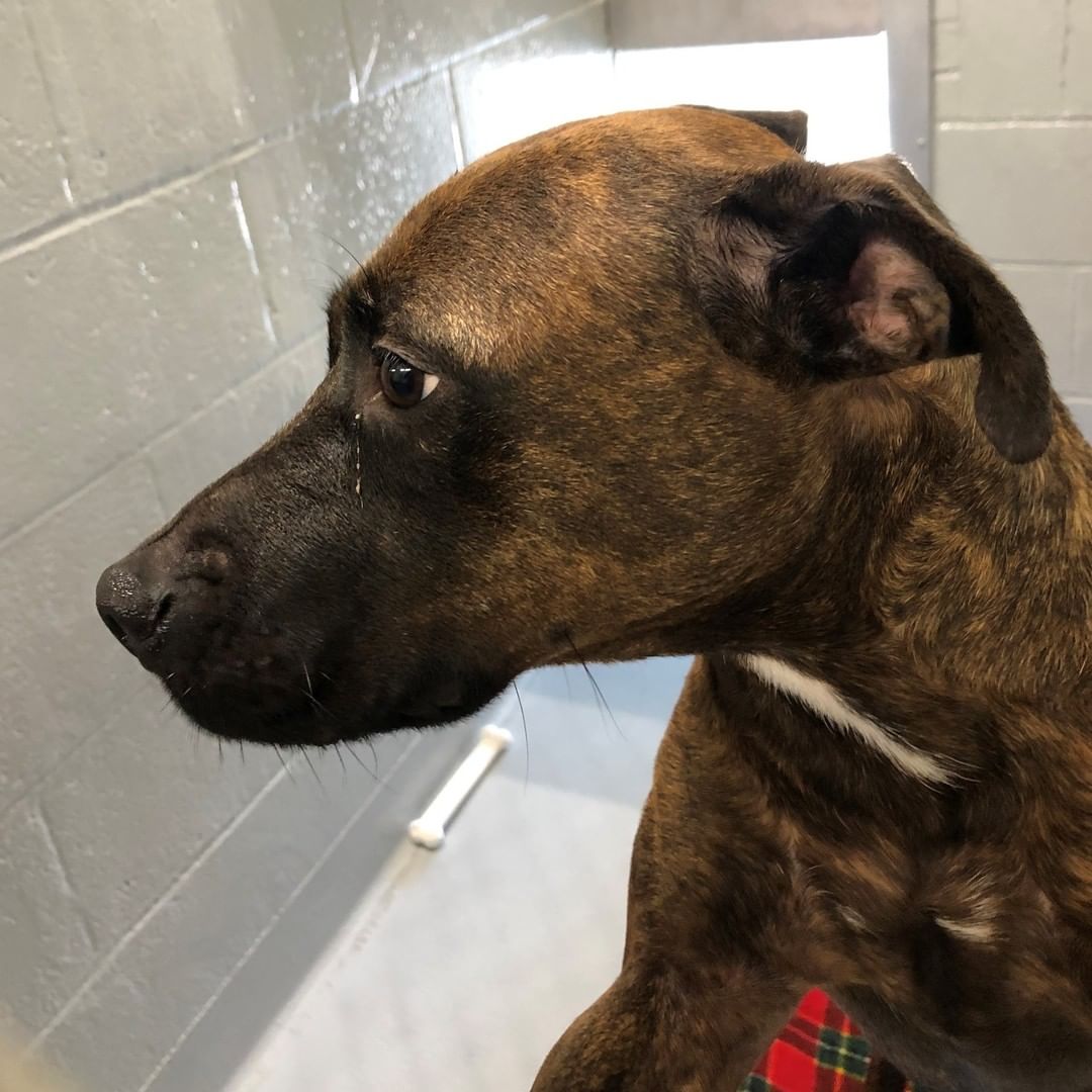 ‼️ FOUND DOG ‼️
This little lady was found on South Olden near Whitehorse-Mercerville Road a few days ago. She is microchipped, but 😭 it is NOT registered to a person. If this is your pet, or you recognize her, please contact the Hamilton Township Animal Shelter. 
📞 609-890-3550