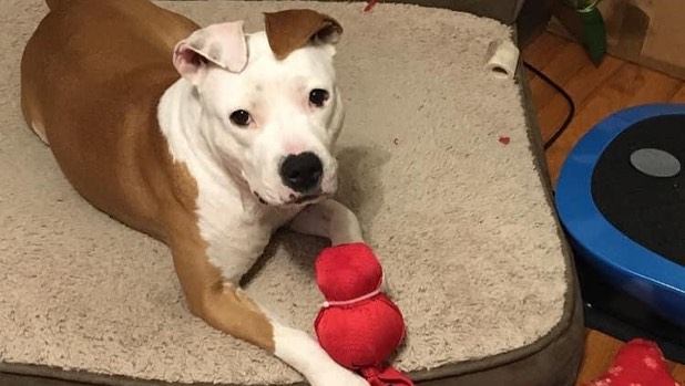 ♥️ ADOPTABLE DOG: VENUS ♥️ Did you know that Venus has been in foster the longest out of all of our foster dogs? This beautiful girl (with ears that sit on her head like a hat) arrived to us as a stray and we quickly learned that the hustle and bustle of shelter life is way too much and stresses her out. Venus soon went into a foster home where she is THRIVING! This girl is perfectly potty and house trained, loves her doggie door to go outside as she pleases, and is a major cuddle bug! She would do best as an only pet in an adult only home. Venus is back at the shelter while her foster mom is traveling. Can we get her adopted so she can have a home for the howlidays??! Come on Hampton Roads, Venus needs you!

<a target='_blank' href='https://www.instagram.com/explore/tags/adoptnacc/'>#adoptnacc</a> <a target='_blank' href='https://www.instagram.com/explore/tags/fosternacc/'>#fosternacc</a> 
☎️ 757-441-5505
📧 nacc@norfolk.gov
📍 5585 Sabre Road Norfolk, Virginia 23502