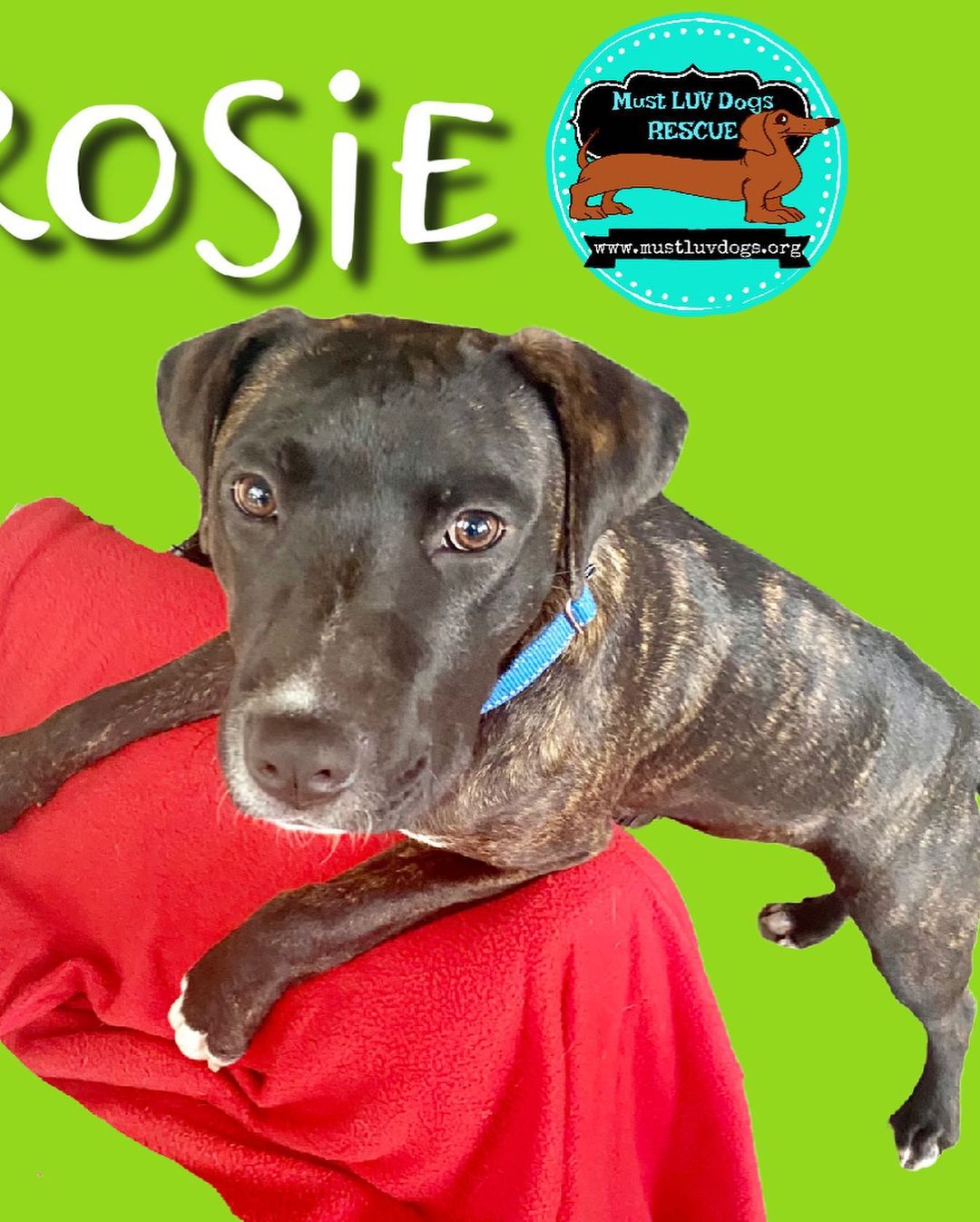 Nosey Rosie is soo ready to find her furever home.  She is a super sweet 5 month old catahoula mix.  She weighs about 35 pounds but is still growing!  She is playful and always happy.  She luvs her people and all other pups.  She is goofy and funny.  She likes to play tug-of-war with her ropes. She loves chew toys and is oh so nosey!  Her adoption fee is $150 and includes her vaccines up-to-date, spay and microchip.  She requires a secure yard and a home with lots of love.  She is all puppy so she needs lots of exercise and stimulation.  If you are interested in making this sweet girl a part of your family please apply here:  You can find my form 