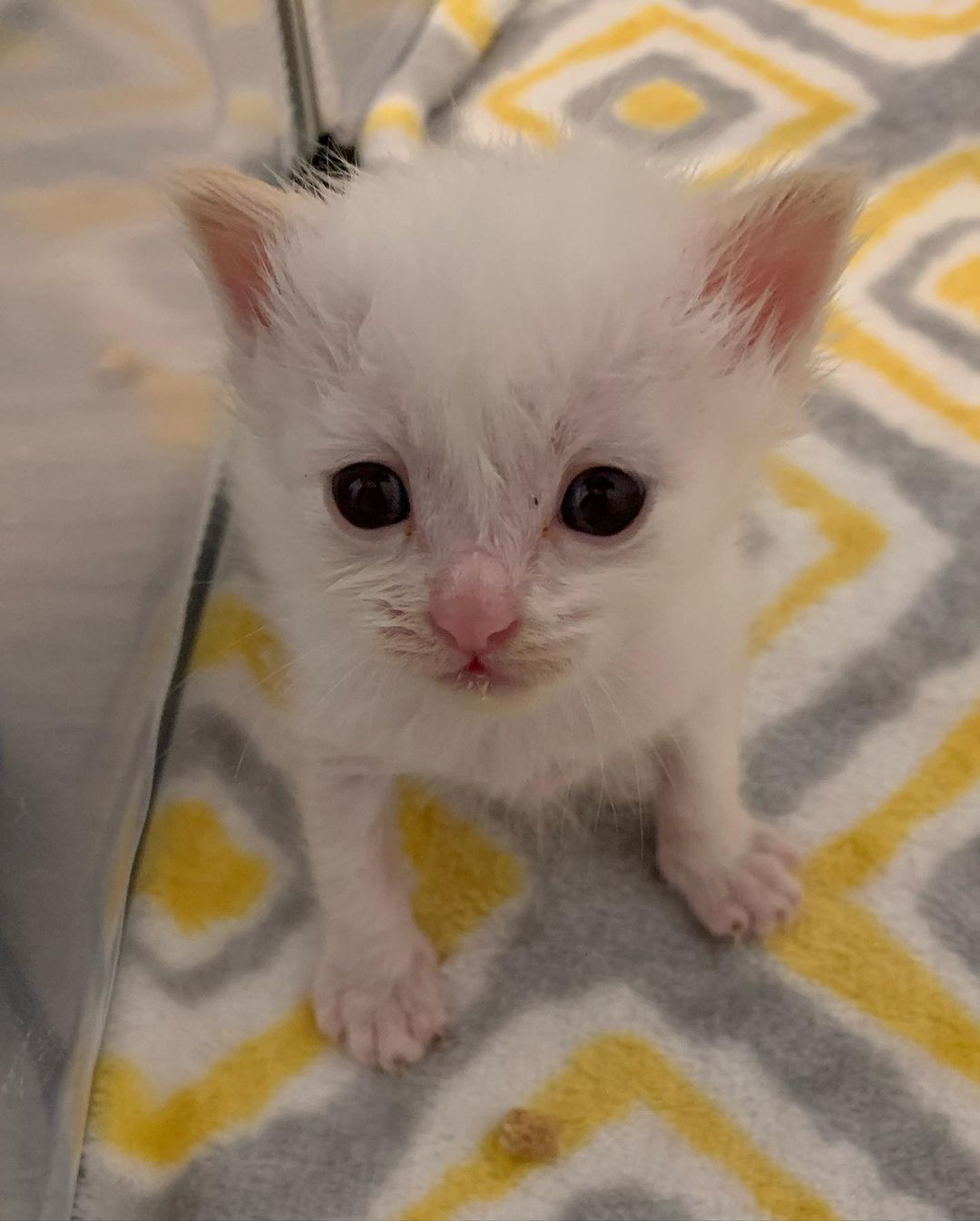 Wolfie 🐺 is eating better and now gaining a little weight, still snuggling with the other babies, Bear 🐻 is always close! Fox 🦊 gets more beautiful by the day, Penguin 🐧 is the largest kitten and purrs every time a 🍼 is around, snowy 🦉is doing great, and does not spin or lean at all anymore, so must have had an inner ear infection. mouse 🐭is so adorable and does a flying leap to try get to us when it’s feeding time! <a target='_blank' href='https://www.instagram.com/explore/tags/tinybutmighty/'>#tinybutmighty</a> <a target='_blank' href='https://www.instagram.com/explore/tags/caturday/'>#caturday</a> <a target='_blank' href='https://www.instagram.com/explore/tags/caturdaycuties/'>#caturdaycuties</a> <a target='_blank' href='https://www.instagram.com/explore/tags/bottlebabies/'>#bottlebabies</a> <a target='_blank' href='https://www.instagram.com/explore/tags/bottlekitten/'>#bottlekitten</a> 😻