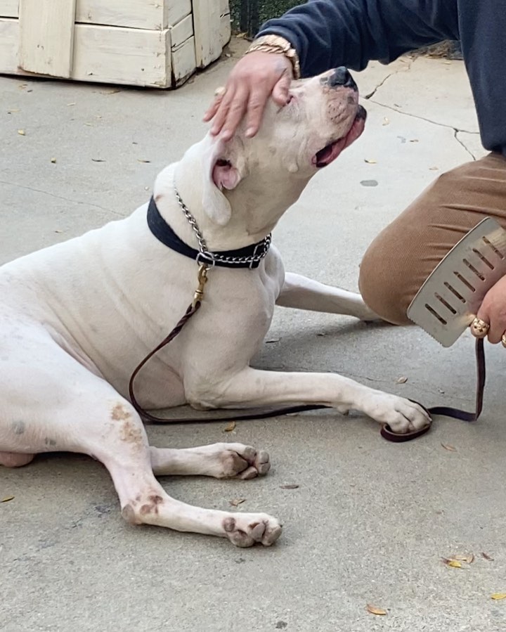 Pupdates: we are sooo behind on our pupdates!  1. Eme from EV, now Blanco, went to a new trainer today. It’s the next step for him in preparation for a forever home. Blanco is a challenge because he is deaf but he has made great progress so we have hope that soon he will be ready. 2. Dozier is doing great!  He has such a great foster who introduced him to his first puppachino. 3. Duke is a senior sweetheart!  He was neutered on Monday and doing great. His labs came back normal so other than his arthritis he is doing great.  4. Buddy is a high maintenance sweetheart. He is recovering from his eye surgery and it’s nearly impossible to keep a cone on him. He was neutered on Monday so next step is training. He loves people and gives loads of kisses but he is like a bull in a China shop. He needs to learn basic commands and to calm down a bit.  His shoulder wound is healed. His eye was perfect w his first surgical follow up so thankfully he will have sight in one eye if all continues well in his recovery.
