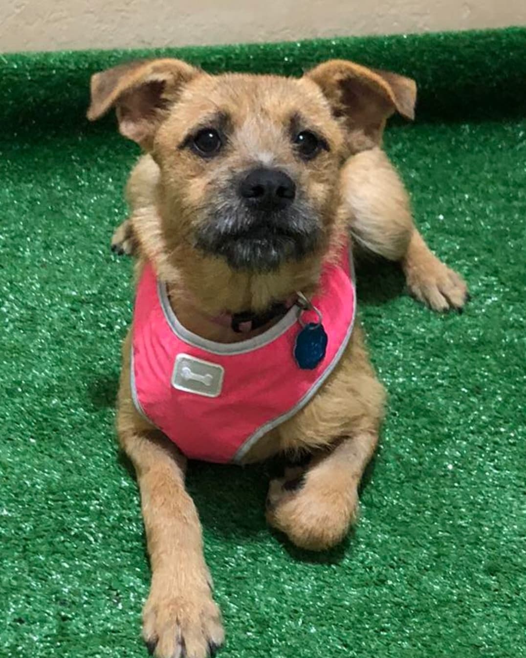 AVAILABLE FOR ADOPTION 
<a target='_blank' href='https://www.instagram.com/explore/tags/AdoptAFriend/'>#AdoptAFriend</a>
MEET DINA

Dina is approx 9 to 10 months, and weighs around 24 lbs
Dina  gets along well with other dogs. She is very affectionate and  friendly very playful a little shy at first but nothing that cannot be resolved with patience. 

Dina along with her sister
were surrendered by their owner who had terminal cancer and could no longer care for them and wanted to just throw them away.  When they  Arrived to rescuer Consuelo she was shocked to see the terrible condition these puppies were in. They were literally being eaten alive by ticks and fleas.

Today both Dina and her sibling are fully vaccinated,  and spayed.  They are ready to find their forever homes together or separately, so we suggest a family with a patio and another puppy to play with. 

If you would like to fill out an application For Dina visit our website(LINK IN BIO)

<a target='_blank' href='https://www.instagram.com/explore/tags/fhstj/'>#fhstj</a><a target='_blank' href='https://www.instagram.com/explore/tags/adoptadogsandiego/'>#adoptadogsandiego</a><a target='_blank' href='https://www.instagram.com/explore/tags/adoptdontshop/'>#adoptdontshop</a><a target='_blank' href='https://www.instagram.com/explore/tags/dog/'>#dog</a><a target='_blank' href='https://www.instagram.com/explore/tags/puppy/'>#puppy</a><a target='_blank' href='https://www.instagram.com/explore/tags/sandiego/'>#sandiego</a><a target='_blank' href='https://www.instagram.com/explore/tags/Dinathedog/'>#Dinathedog</a><a target='_blank' href='https://www.instagram.com/explore/tags/mansbestfriend/'>#mansbestfriend</a><a target='_blank' href='https://www.instagram.com/explore/tags/petadoption/'>#petadoption</a><a target='_blank' href='https://www.instagram.com/explore/tags/petadoptionevent/'>#petadoptionevent</a><a target='_blank' href='https://www.instagram.com/explore/tags/dogsofsandiego/'>#dogsofsandiego</a><a target='_blank' href='https://www.instagram.com/explore/tags/adoptafriend/'>#adoptafriend</a><a target='_blank' href='https://www.instagram.com/explore/tags/petco/'>#petco</a>