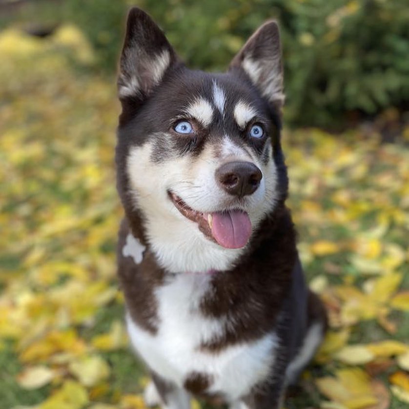 We’ve got a lot of dogs who are looking to secure a permanent spot at your Thanksgiving table next week! 

This group of pooches PLUS Wanda, Scarlett, and the artist named pups from yesterday will all be hanging out at Petsmart today from 10am-1pm. If you think you’ll have some extra turkey to spare, check out their bios and come meet them!