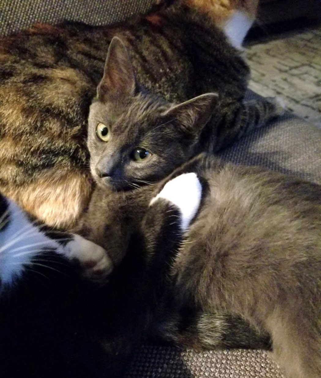 Meet Aja! 
This sweet girl has come a long way! From hiding under rhe couch to wrestling and racing around the living room. She still needs some time getting used to new things and people,  but has become more trusting everyday.  She is cat friendly and used to a house with lots of dogs.  Her daily routine is to watch her foster  family come and go and the dogs play...from a distance of course.
She is now ready for a home! UTD on vaccinations, combo tested negative, and will be fixed in the near future. 
DM for an adoption questionnaire!
.
.
.
.
.
.
.
.
.
<a target='_blank' href='https://www.instagram.com/explore/tags/russianblue/'>#russianblue</a><a target='_blank' href='https://www.instagram.com/explore/tags/greykitten/'>#greykitten</a><a target='_blank' href='https://www.instagram.com/explore/tags/russianblues/'>#russianblues</a><a target='_blank' href='https://www.instagram.com/explore/tags/dogfriendly/'>#dogfriendly</a><a target='_blank' href='https://www.instagram.com/explore/tags/catlife/'>#catlife</a><a target='_blank' href='https://www.instagram.com/explore/tags/sheltercat/'>#sheltercat</a><a target='_blank' href='https://www.instagram.com/explore/tags/catsarecool/'>#catsarecool</a><a target='_blank' href='https://www.instagram.com/explore/tags/caturday/'>#caturday</a><a target='_blank' href='https://www.instagram.com/explore/tags/catday/'>#catday</a><a target='_blank' href='https://www.instagram.com/explore/tags/catdayeveryday/'>#catdayeveryday</a><a target='_blank' href='https://www.instagram.com/explore/tags/adoptme/'>#adoptme</a><a target='_blank' href='https://www.instagram.com/explore/tags/huntingtonbeach/'>#huntingtonbeach</a><a target='_blank' href='https://www.instagram.com/explore/tags/catfostermomchronicles/'>#catfostermomchronicles</a><a target='_blank' href='https://www.instagram.com/explore/tags/adoptdontshop/'>#adoptdontshop</a><a target='_blank' href='https://www.instagram.com/explore/tags/huntingtonbeachca/'>#huntingtonbeachca</a><a target='_blank' href='https://www.instagram.com/explore/tags/kittenstagram/'>#kittenstagram</a>