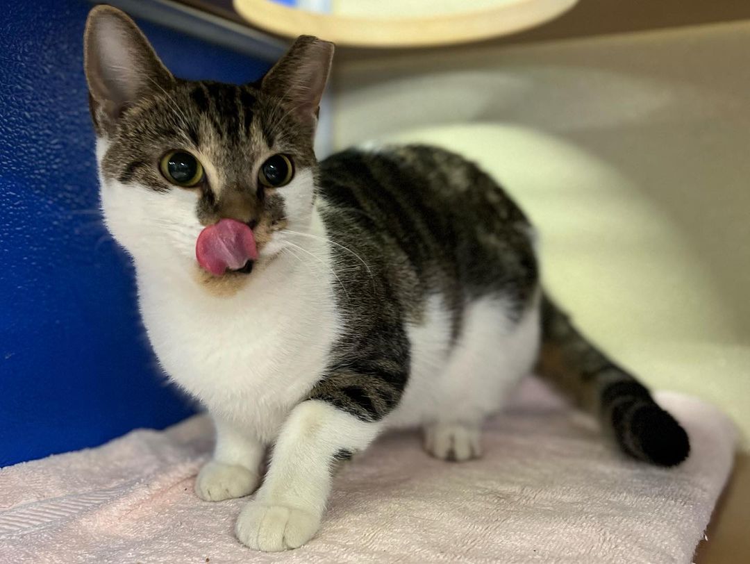 😛 ADOPTABLE CAT: JASMINE! 😛 Jasmine knows she’s as cute as a tasty snack. This young girl is social, spayed, and a ball to be around. You can normally find Jasmine hopping up and down her condo levels or rolling around playing with a toy. Jasmine would love a home that she can do her daily exercise activities and spoil her with lots of enrichment. Once the energy is out she is quite snuggly! Interested in meeting Jasmine? We are open tomorrow from 2-4:30pm and 12-4:30pm this Saturday & Sunday!

<a target='_blank' href='https://www.instagram.com/explore/tags/adoptnacc/'>#adoptnacc</a> <a target='_blank' href='https://www.instagram.com/explore/tags/fosternacc/'>#fosternacc</a> 
☎️ 757-441-5505
📧 nacc@norfolk.gov
📍 5585 Sabre Road Norfolk, Virginia 23502