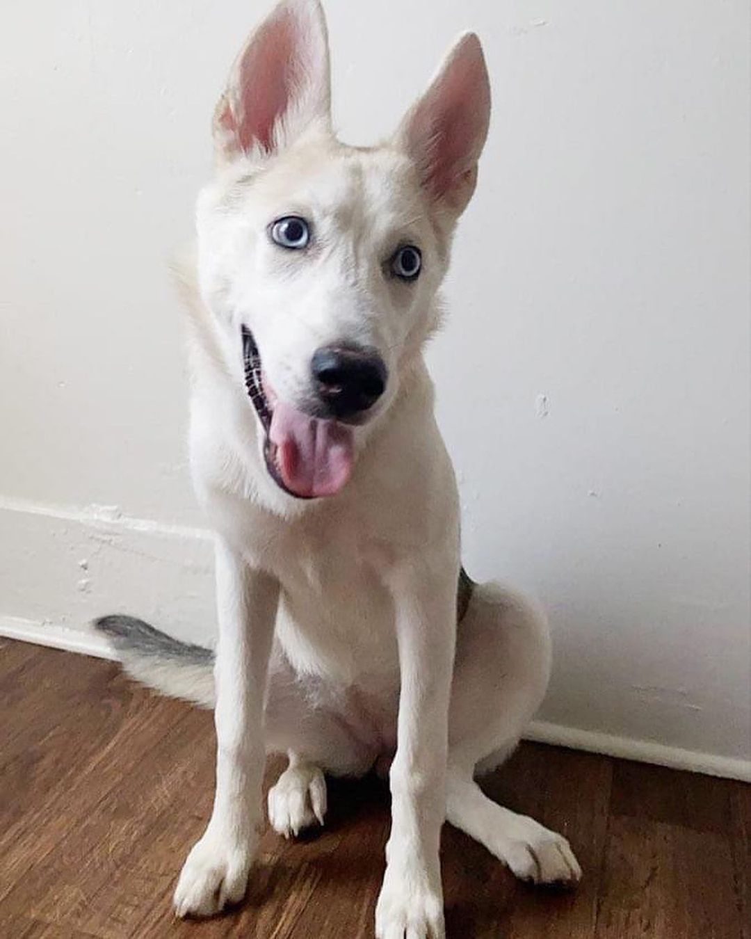 Adopt Azula! 💙🦋
・・・
My name means “blue” (pronounced ah-soo-la) for my beautiful blue eyes, and I'm only 7 months old. 🐾 I’m looking for my forever home after my dad and mom suddenly moved out of the country and left me in the good hands of the folks at Forte. I'm very playful, get along great with dogs and kids (working on learning cats at my foster home), and fully vaccinated and my spay surgery is scheduled. I'm still learning some basics, but you'll be very impressed with how smart I am 🤓
・・・
www.adoptapet.com/pet/33178203
(Link in bio)
・・・
<a target='_blank' href='https://www.instagram.com/explore/tags/rescuedogsofinstagram/'>#rescuedogsofinstagram</a> <a target='_blank' href='https://www.instagram.com/explore/tags/forteanimalrescue/'>#forteanimalrescue</a> <a target='_blank' href='https://www.instagram.com/explore/tags/adoptdontshop/'>#adoptdontshop</a> <a target='_blank' href='https://www.instagram.com/explore/tags/rescuedog/'>#rescuedog</a> <a target='_blank' href='https://www.instagram.com/explore/tags/igdogs/'>#igdogs</a> #🐶