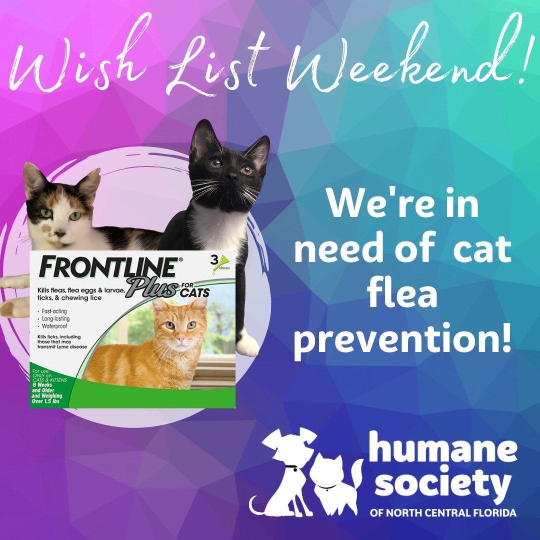 We're in need of flea prevention for our cats! Help us out by purchasing from our Amazon Wishlist (link in bio) or any local retailer like Sam's Club, Walmart, or Petco. Thank you so much for your generous support!