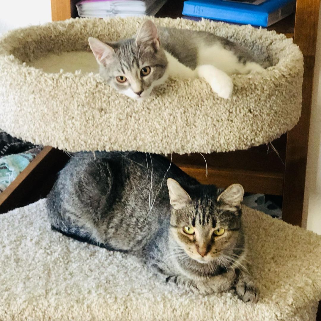 Hello- from Kia! 😻❤️😻

“I am a beauty inside and out. I took very good care of my babies and loved to play with them. They have all now been adopted - and now it’s MY turn!
I enjoy lounging around, getting all the pets I can and “chatting” with you. I will follow you around as I love to be around you. I am very friendly and loving.”

Mama Kia showed up at the warehouse of one of our foster’s work. She has a managed colony of fixed ferals there, but this friendly, social and sweet beauty definitely didn’t belong outside. It was too late when we found out she was pregnant and went and had her babies somewhere. Luckily for all of them they are now SAFE inside ! 

Kia is approximately 1 -2 years old, spayed, UTD on vax, combo tested negative and ready for her furrever people. She was introduced to her Foster’s cats and dogs and wasn’t a fan. So we are looking for a home for her where she will get to be the the queen of the house/only pet. 😺❤️
Adult cats need love too! 
Please share to help get this beauty adopted! 
.
.
.
.
.
.

.
.
,
.
.
.
,
<a target='_blank' href='https://www.instagram.com/explore/tags/adultcatsrule/'>#adultcatsrule</a><a target='_blank' href='https://www.instagram.com/explore/tags/tabbycat/'>#tabbycat</a><a target='_blank' href='https://www.instagram.com/explore/tags/tabbylife/'>#tabbylife</a><a target='_blank' href='https://www.instagram.com/explore/tags/mamacat/'>#mamacat</a><a target='_blank' href='https://www.instagram.com/explore/tags/caturdaycuties/'>#caturdaycuties</a><a target='_blank' href='https://www.instagram.com/explore/tags/caturday/'>#caturday</a>#<a target='_blank' href='https://www.instagram.com/explore/tags/instacatmeows/'>#instacatmeows</a><a target='_blank' href='https://www.instagram.com/explore/tags/topmeowdel/'>#topmeowdel</a><a target='_blank' href='https://www.instagram.com/explore/tags/sheltercats/'>#sheltercats</a><a target='_blank' href='https://www.instagram.com/explore/tags/catstagramcat/'>#catstagramcat</a><a target='_blank' href='https://www.instagram.com/explore/tags/topcatsclub/'>#topcatsclub</a><a target='_blank' href='https://www.instagram.com/explore/tags/meowfeature/'>#meowfeature</a><a target='_blank' href='https://www.instagram.com/explore/tags/huffpostgram/'>#huffpostgram</a><a target='_blank' href='https://www.instagram.com/explore/tags/sheltercat/'>#sheltercat</a><a target='_blank' href='https://www.instagram.com/explore/tags/adoptme/'>#adoptme</a><a target='_blank' href='https://www.instagram.com/explore/tags/tabbiesoftheworld/'>#tabbiesoftheworld</a><a target='_blank' href='https://www.instagram.com/explore/tags/tabbiesofig/'>#tabbiesofig</a>