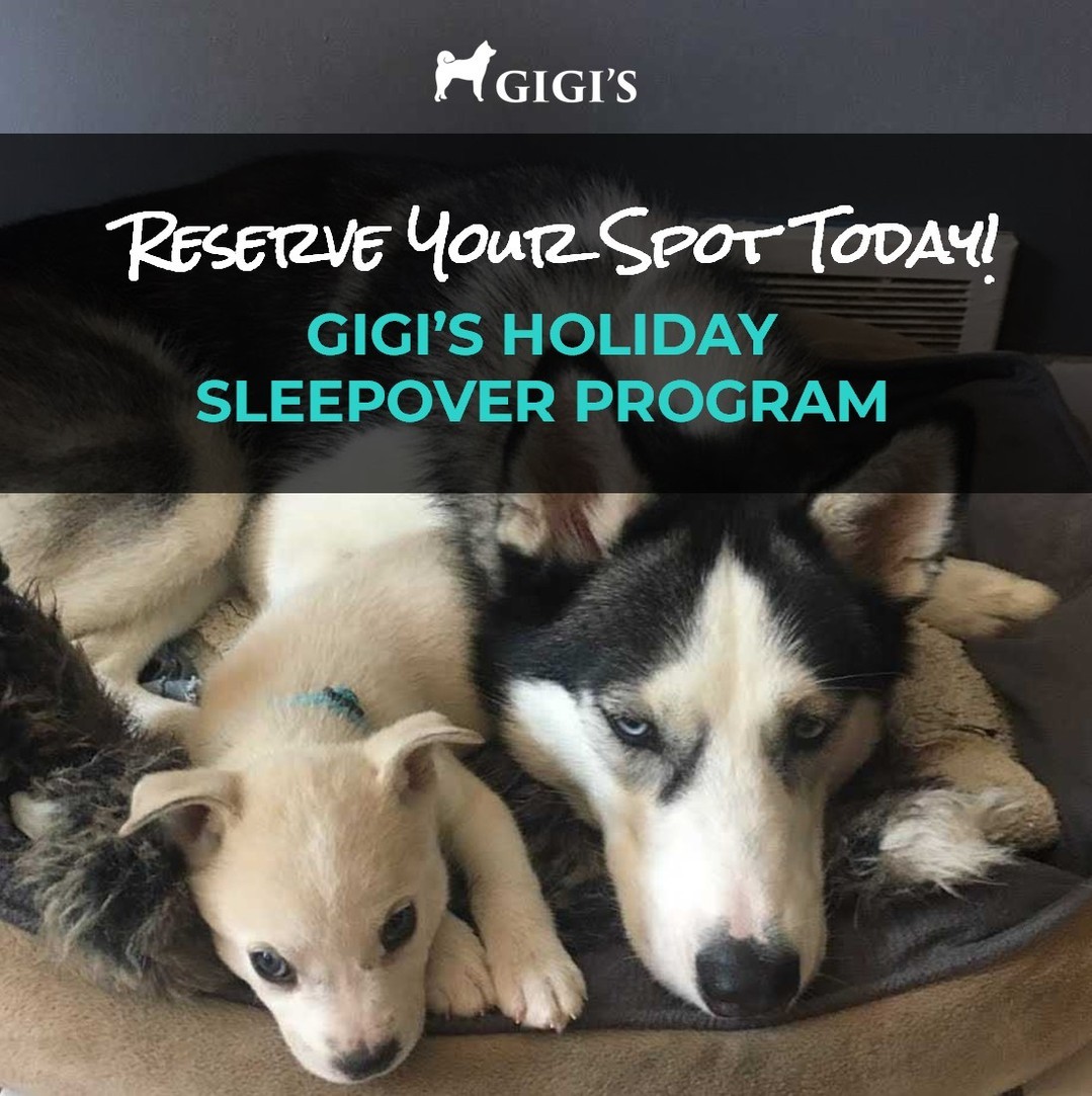 Volunteer with Gigi's new Holiday Sleepover program, and give shelter dogs a cozy place to snuggle this Thanksgiving! 🦃

Register to host a foster dog houseguest this Tues, 11/23 through Sun, 11/28. Spots for our Holiday Sleepover program are available on a first-come, first-serve basis. Sign ups are also now available for our Christmas and New Years sleepovers.

If you fall in love with your holiday foster and would like to adopt them, all the dogs in our Holiday Sleepover program have had their adoption fee PAID IN FULL, thanks to the generosity of one of our <a target='_blank' href='https://www.instagram.com/explore/tags/TeamGigis/'>#TeamGigis</a> supporters. 😍

➡️ SIGN UP by tapping the link in our bio! Once registered, you'll receive an email with next steps. We provide all food, supplies, and 1:1 support for our fosters. 

<a target='_blank' href='https://www.instagram.com/explore/tags/adopt/'>#adopt</a> <a target='_blank' href='https://www.instagram.com/explore/tags/foster/'>#foster</a> <a target='_blank' href='https://www.instagram.com/explore/tags/gigisgrad/'>#gigisgrad</a> <a target='_blank' href='https://www.instagram.com/explore/tags/rescuedog/'>#rescuedog</a> <a target='_blank' href='https://www.instagram.com/explore/tags/dog/'>#dog</a> <a target='_blank' href='https://www.instagram.com/explore/tags/fosterssavelives/'>#fosterssavelives</a> <a target='_blank' href='https://www.instagram.com/explore/tags/61fur/'>#61fur</a> <a target='_blank' href='https://www.instagram.com/explore/tags/columbus/'>#columbus</a> <a target='_blank' href='https://www.instagram.com/explore/tags/pet/'>#pet</a> <a target='_blank' href='https://www.instagram.com/explore/tags/holidays/'>#holidays</a> <a target='_blank' href='https://www.instagram.com/explore/tags/sleepover/'>#sleepover</a> <a target='_blank' href='https://www.instagram.com/explore/tags/holidaysleepover/'>#holidaysleepover</a>