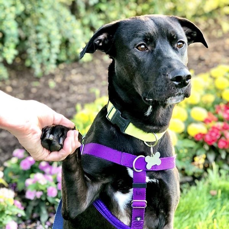 We’ve got a lot of dogs who are looking to secure a permanent spot at your Thanksgiving table next week! 

This group of pooches PLUS Wanda, Scarlett, and the artist named pups from yesterday will all be hanging out at Petsmart today from 10am-1pm. If you think you’ll have some extra turkey to spare, check out their bios and come meet them!