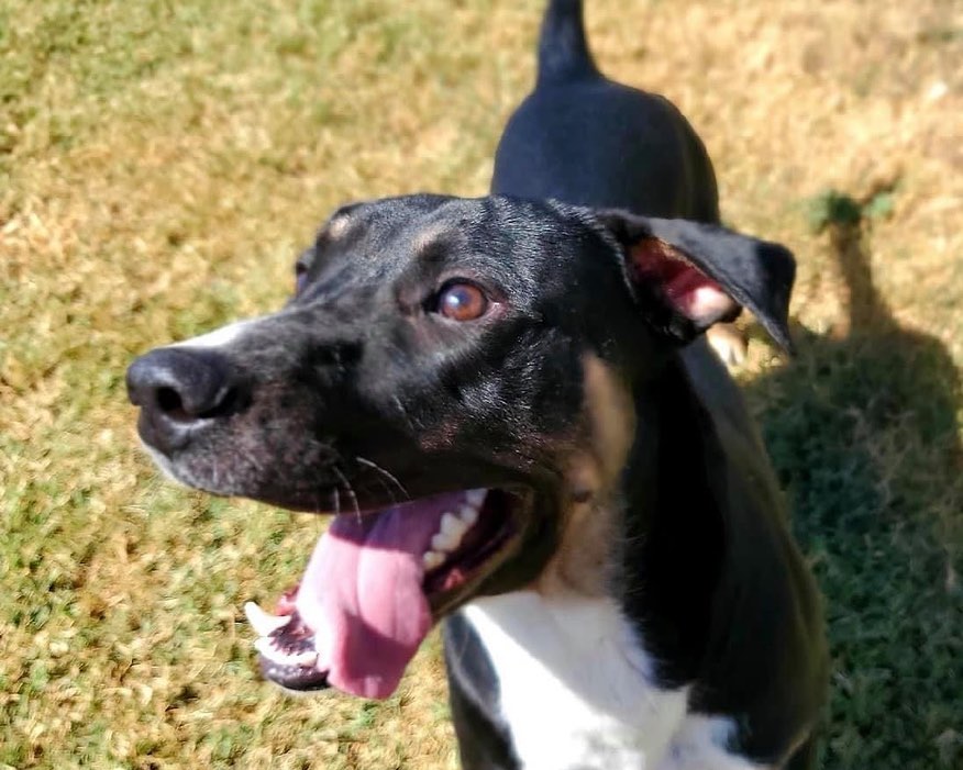 🌟 AVAILABLE 🌟 - retriever/kelpie mixed breed

This handsome tri-color boy is Rookie! He is a 2yr old retriever/kelpie mix (guess). He may have some Aussie and/or another breed or two in him as well. He weighs 50lbs and is as healthy as a horse! He is a goofy, happy, and active boy. He LOVES other dogs of all sizes and enjoys running and playing. He likes to go for runs, walks, and play fetch. He is not a fan of the swimming pool. He is fantastic with kids and would happily keep them busy playing all day. While being active he is also an easy-going, social butterfly. Rookie is house trained, up to date on vaccines, monthly flea/tick/heartworm prevention, is neutered and ready for a FUREVER home. If you think this well rounded boy would be a fit for you please use the link below to submit an adoption application. 

Adoption Application:
https://airtable.com/shr305FuyR4v4JWQb

Petfinder Link:  https://www.petfinder.com/dog/rookie-id-number-583-53536451/pa/blue-bell/furry-tales-animal-rescue-pa1105/

Website Link: https://furrytalesrescue.wixsite.com/home

PLEASE note that we are a 100% volunteer foster-based rescue. It may take a few days or up to 1-2 weeks to hear back from us. 

** We are based out of Blue Bell, PA. We allow adoptions to PA, NJ, MD, DE, VA, WV, CT and NY. At this time we do not adopt out to homes who are over ~200 miles from our location. *

.
.
.
.
.
<a target='_blank' href='https://www.instagram.com/explore/tags/rescue/'>#rescue</a> <a target='_blank' href='https://www.instagram.com/explore/tags/adoptme/'>#adoptme</a> <a target='_blank' href='https://www.instagram.com/explore/tags/rescuedogs/'>#rescuedogs</a> <a target='_blank' href='https://www.instagram.com/explore/tags/rescuedogsrock/'>#rescuedogsrock</a> <a target='_blank' href='https://www.instagram.com/explore/tags/kelpie/'>#kelpie</a> <a target='_blank' href='https://www.instagram.com/explore/tags/retriever/'>#retriever</a> <a target='_blank' href='https://www.instagram.com/explore/tags/mixedbreed/'>#mixedbreed</a> <a target='_blank' href='https://www.instagram.com/explore/tags/highenergy/'>#highenergy</a> <a target='_blank' href='https://www.instagram.com/explore/tags/goodboy/'>#goodboy</a> <a target='_blank' href='https://www.instagram.com/explore/tags/dogoftheday/'>#dogoftheday</a>