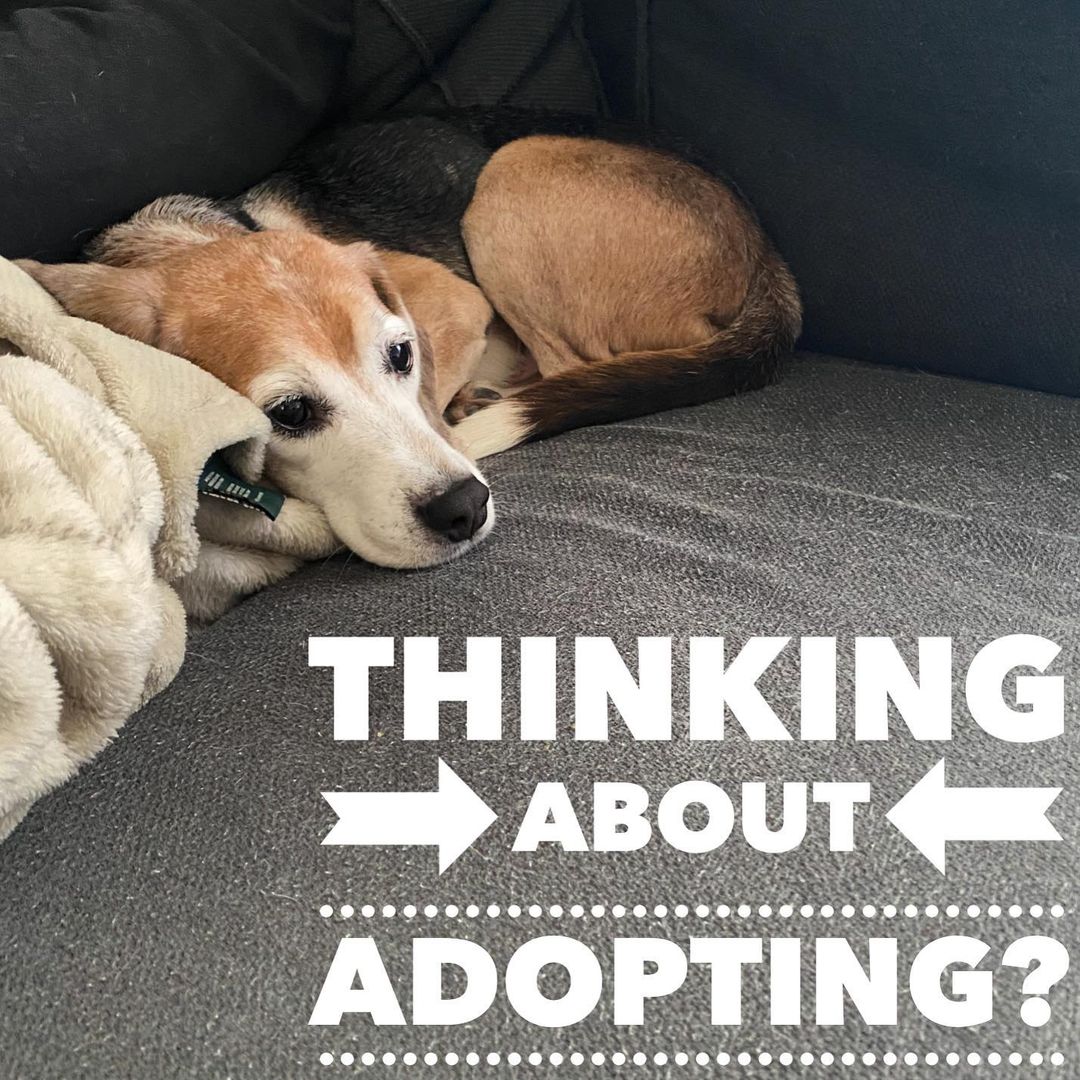 Now is the time! We are going to be taking in a group of older retired research beagles, aged 6-7. If you’ve been thinking about adding to your family, fill out an application today, to be approved for when the dogs are ready for their forever homes (2nd week in December) please note on your application you are interested in the 6-7 year old group!