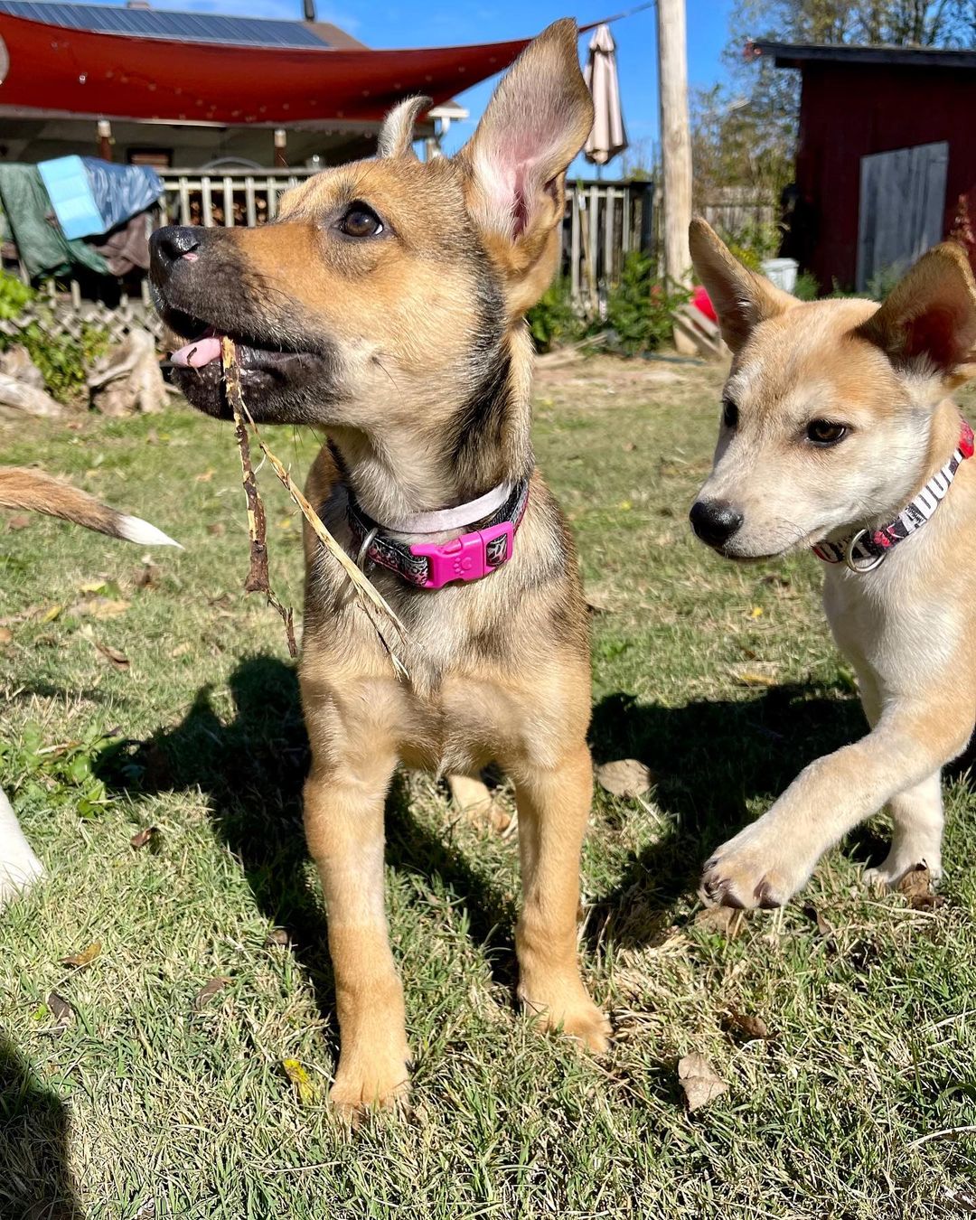 The sweet little parvo survivors have a clean bill of health and are ready for their forever homes! Are you ready for some puppy energy in your life? Apply today by clicking the link in our bio! Ask for Rosa, Charles, Jake and Ray! 

<a target='_blank' href='https://www.instagram.com/explore/tags/adoptdontshop/'>#adoptdontshop</a> <a target='_blank' href='https://www.instagram.com/explore/tags/adoptables/'>#adoptables</a> <a target='_blank' href='https://www.instagram.com/explore/tags/availablepuppies/'>#availablepuppies</a> <a target='_blank' href='https://www.instagram.com/explore/tags/huskypuppies/'>#huskypuppies</a> <a target='_blank' href='https://www.instagram.com/explore/tags/parvosurvivor/'>#parvosurvivor</a> <a target='_blank' href='https://www.instagram.com/explore/tags/brooklyn99/'>#brooklyn99</a>