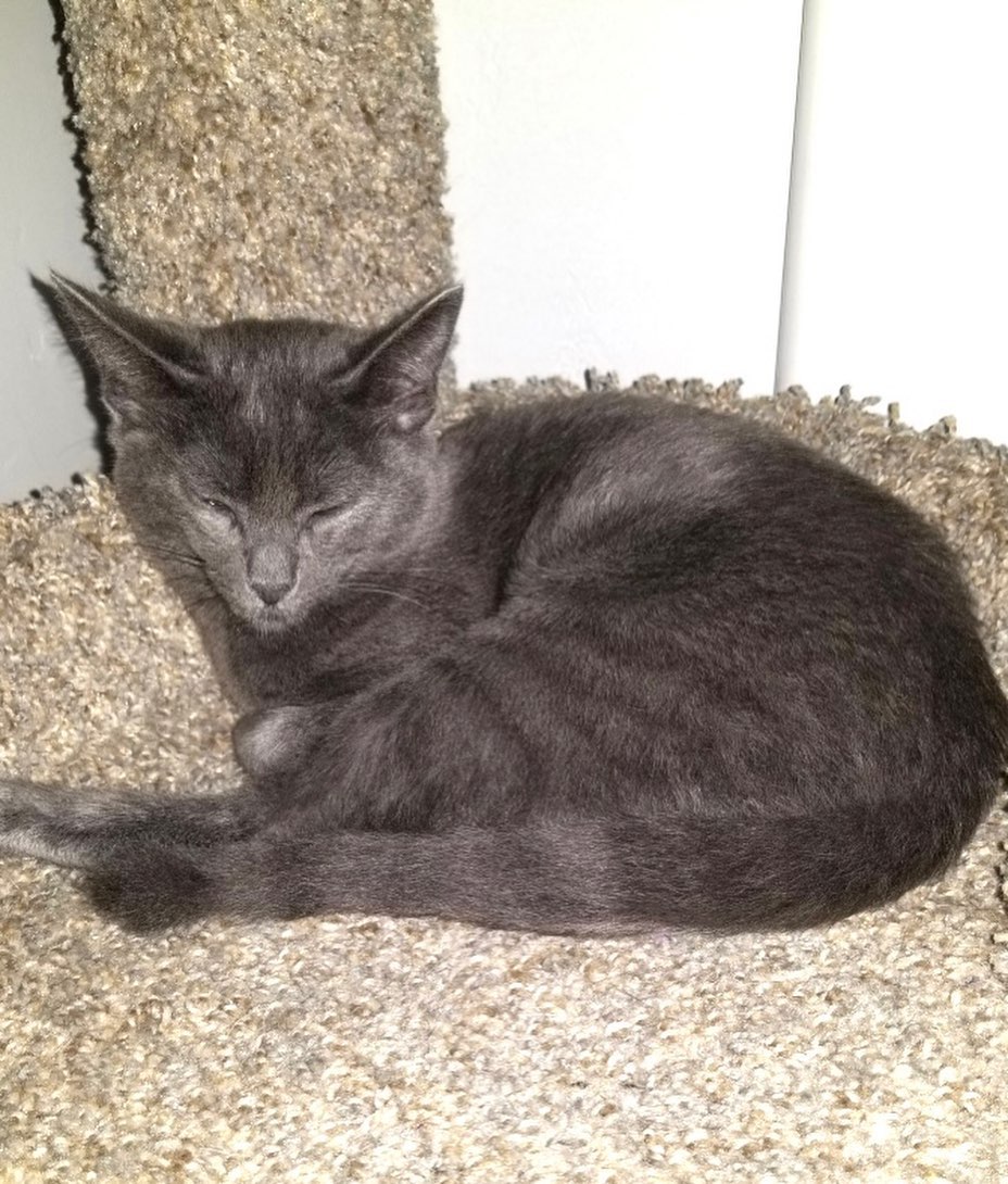 Meet Aja! 
This sweet girl has come a long way! From hiding under rhe couch to wrestling and racing around the living room. She still needs some time getting used to new things and people,  but has become more trusting everyday.  She is cat friendly and used to a house with lots of dogs.  Her daily routine is to watch her foster  family come and go and the dogs play...from a distance of course.
She is now ready for a home! UTD on vaccinations, combo tested negative, and will be fixed in the near future. 
DM for an adoption questionnaire!
.
.
.
.
.
.
.
.
.
<a target='_blank' href='https://www.instagram.com/explore/tags/russianblue/'>#russianblue</a><a target='_blank' href='https://www.instagram.com/explore/tags/greykitten/'>#greykitten</a><a target='_blank' href='https://www.instagram.com/explore/tags/russianblues/'>#russianblues</a><a target='_blank' href='https://www.instagram.com/explore/tags/dogfriendly/'>#dogfriendly</a><a target='_blank' href='https://www.instagram.com/explore/tags/catlife/'>#catlife</a><a target='_blank' href='https://www.instagram.com/explore/tags/sheltercat/'>#sheltercat</a><a target='_blank' href='https://www.instagram.com/explore/tags/catsarecool/'>#catsarecool</a><a target='_blank' href='https://www.instagram.com/explore/tags/caturday/'>#caturday</a><a target='_blank' href='https://www.instagram.com/explore/tags/catday/'>#catday</a><a target='_blank' href='https://www.instagram.com/explore/tags/catdayeveryday/'>#catdayeveryday</a><a target='_blank' href='https://www.instagram.com/explore/tags/adoptme/'>#adoptme</a><a target='_blank' href='https://www.instagram.com/explore/tags/huntingtonbeach/'>#huntingtonbeach</a><a target='_blank' href='https://www.instagram.com/explore/tags/catfostermomchronicles/'>#catfostermomchronicles</a><a target='_blank' href='https://www.instagram.com/explore/tags/adoptdontshop/'>#adoptdontshop</a><a target='_blank' href='https://www.instagram.com/explore/tags/huntingtonbeachca/'>#huntingtonbeachca</a><a target='_blank' href='https://www.instagram.com/explore/tags/kittenstagram/'>#kittenstagram</a>