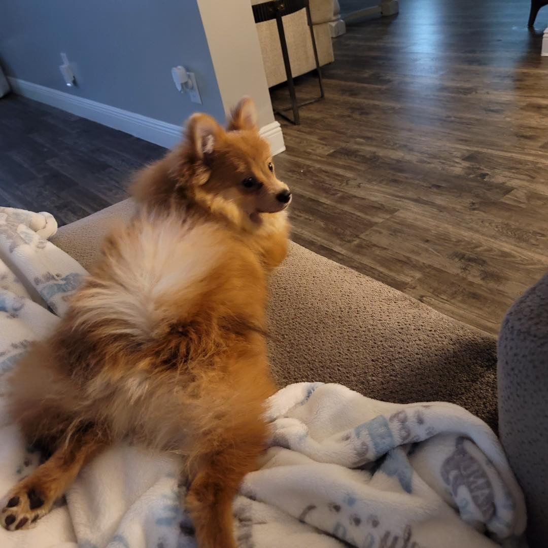 Here is Easton! He is a 5 month old male Pomeranian and all of 7 lbs. Easton is darling. He is good with other dogs and still all puppy so needs some basic training. He’s way too cute for sure. We require a local adoption and to complete an application if you are interested.

The Farm Dog Rescue
Palm City FL

No calls please we will update when adopted

Application-

https://thefarmdogrescue.com/farm/adopt-application/