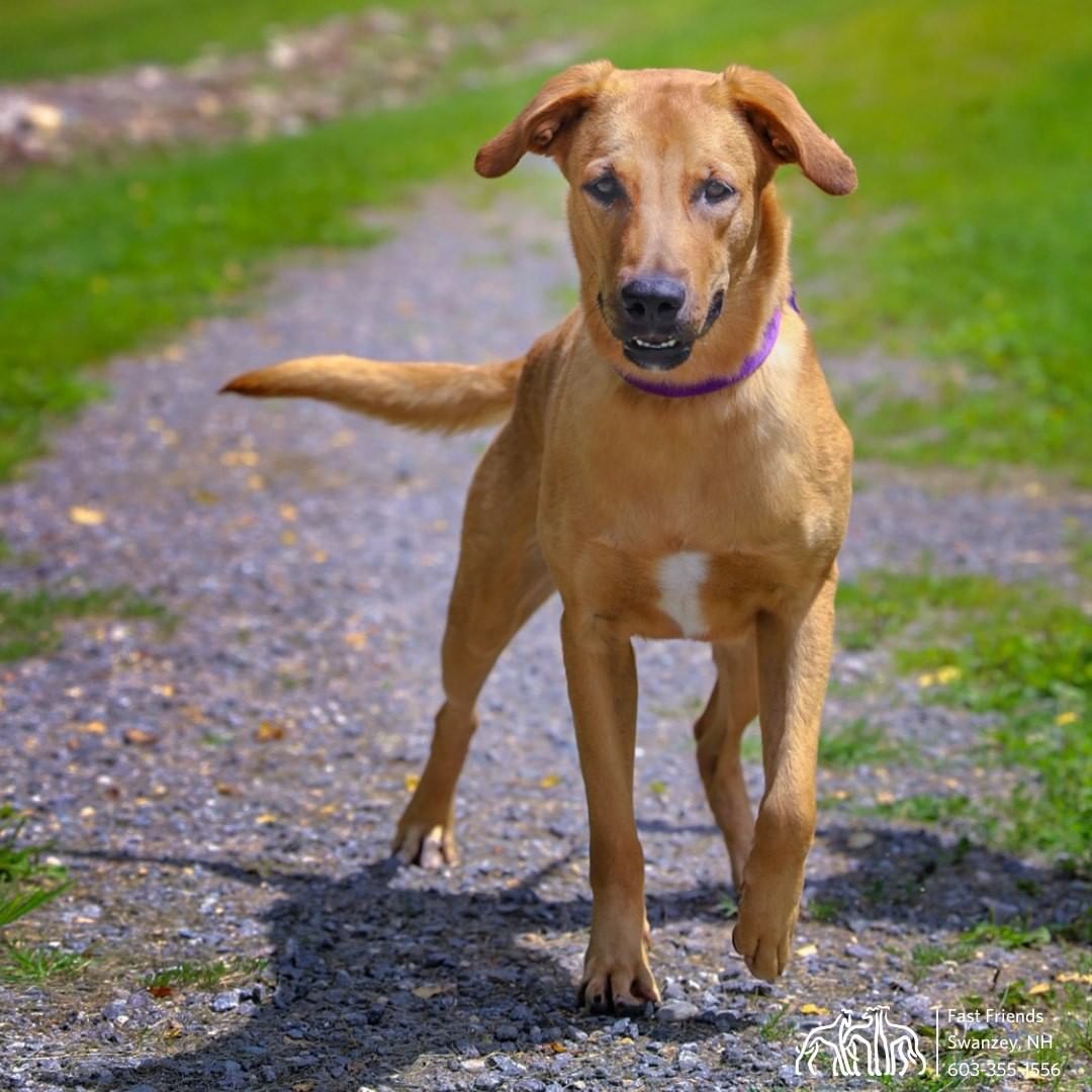 Meet Sarabi!

Sarabi has never met a treat she didn't like! After being rescued from the street in Puerto Rico, we think she deserves whatever she wants! Sarabi has nice manners and is all about having fun and soaking up as much attention as she can get. She will make a fantastic addition to whatever family is lucky enough to bring her home!

Does Sarabi sound like a good fit for your household? If you are in the New England area, please check out our adoption process and complete an application at www.helpinggreyhounds.org/adopt-a-greyhound. We look forward to getting to know you and seeing if you and Sarabi would be a good match!