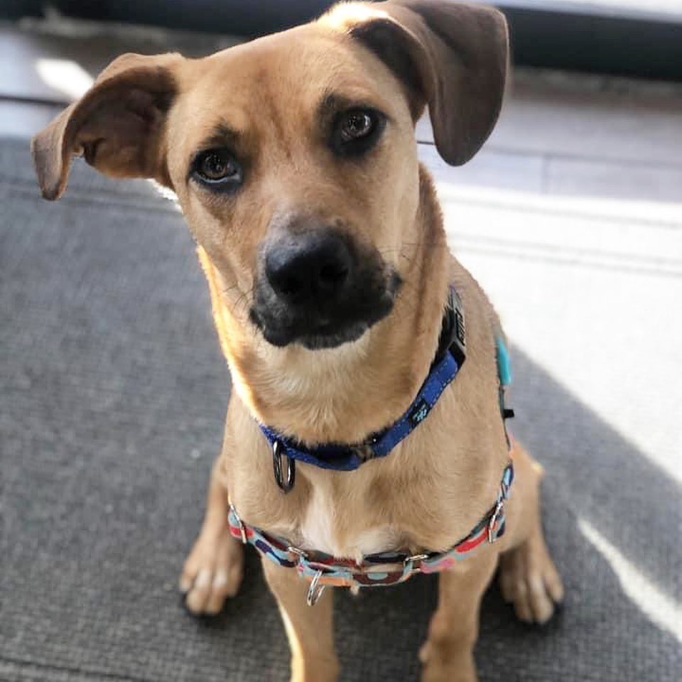 Sue, you’re a weirdo 🤪 

Sue loves playing with toys, other dogs, and sitting on your lap! No, really. She believes she’s a chihuahua. 

She’s available at our Adoption Center - so apply and stop in to meet her! If you have a playful dog looking for a buddy, she may be a good fit!

onetail.org/how-to-adopt