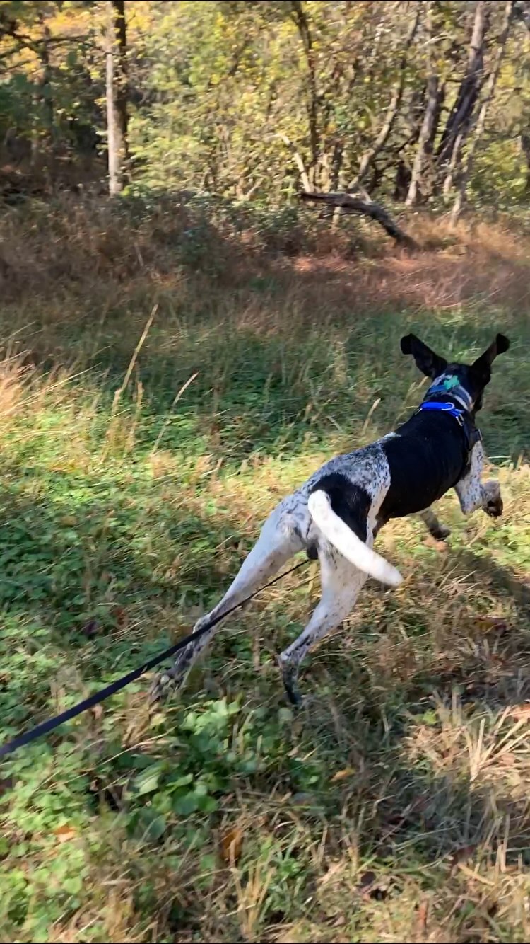 We love taking the dogs on long line walks! Lots of extra room for sniffies and a great way for them to get both mental and physical exercise! Have you tried this with your dog at home?
<a target='_blank' href='https://www.instagram.com/explore/tags/happydogs/'>#happydogs</a> <a target='_blank' href='https://www.instagram.com/explore/tags/shelterpets/'>#shelterpets</a> <a target='_blank' href='https://www.instagram.com/explore/tags/loudouncounty/'>#loudouncounty</a> <a target='_blank' href='https://www.instagram.com/explore/tags/loudounlovesanimals/'>#loudounlovesanimals</a>