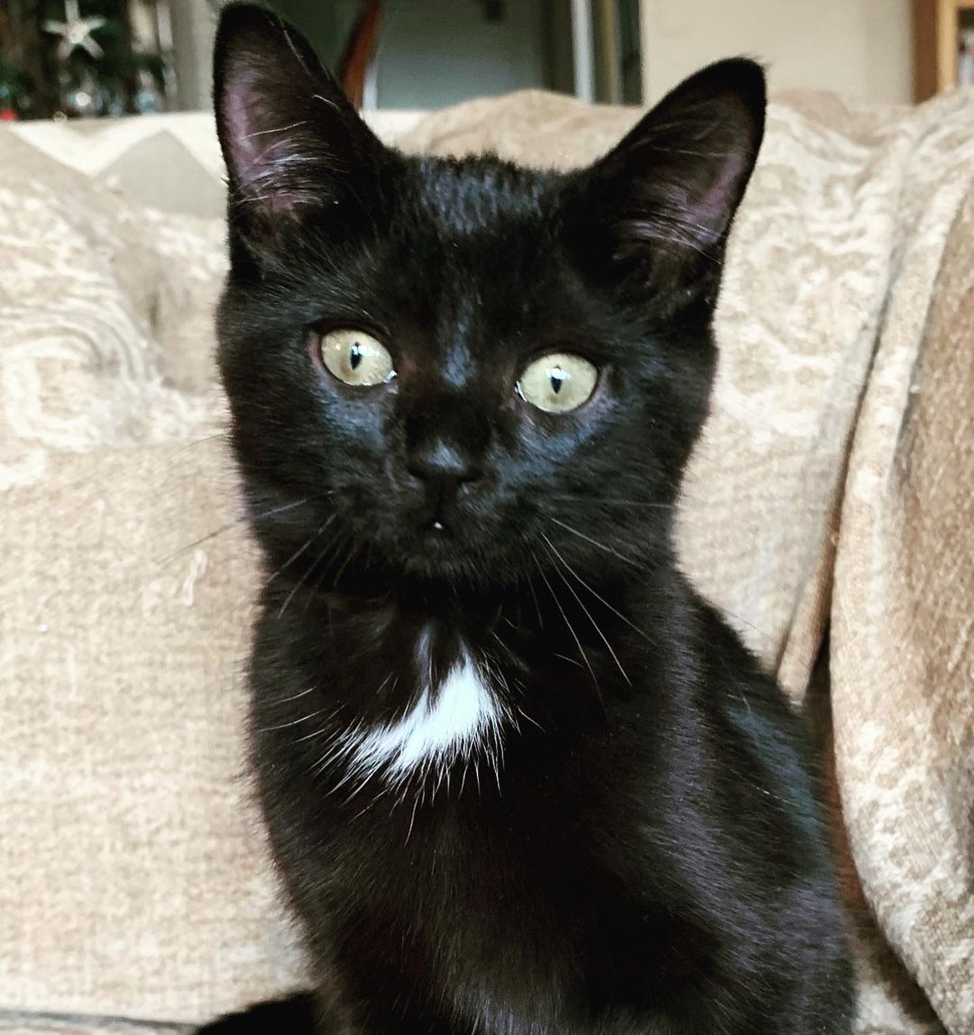 Pippa & Gus !

2 months old Gus and Pippa came to Abbey Cats from a shelter north of the city.

Pippa (black) is a bold little ball of energy and only stops for little cat-naps to recharge and potential snuggles. She loves wrestling with her brother Gus, chasing little toy mice and, of course, adores feather wands and just about anything that moves. She follows her foster mother around, hoping the wand will come out, but really she just likes to be close by. Pippa has very clean litter habits and likes to keep herself clean. Pippa is very adaptable and would be a great addition to any kind of home that can give her love and attention. She loves snuggling up to the other cats in the home (when they let her). Her inquisitive and friendly nature means she is not shy with strangers.

Gus (Tuxedo) is a very loving little boy who loves to have his little toes massaged when he is in sleepy mode. Otherwise he is a little ball of energy who loves to chase and wrestle with his sister Pippa. He also loves chasing ping pong balls, little toy mice and just about anything that moves. He is a bit more laid-back than his sister Pippa, usually waiting for her to stir up some mischief that he can join in. When he is not running around playing, he is either off exploring or taking a short cat-nap. He has a cute little chirpy voice and is not shy to let his foster mom know when it's time to eat again! Gus is very friendly and adaptable. He does well with strangers, especially if they want to play! He would do well in any home that will give him the love and attention he deserves. He loves snuggling up to the older cats in the foster home.

For more information, visit the link shared in our bio.

<a target='_blank' href='https://www.instagram.com/explore/tags/kittens/'>#kittens</a> <a target='_blank' href='https://www.instagram.com/explore/tags/kittensaddicted/'>#kittensaddicted</a> <a target='_blank' href='https://www.instagram.com/explore/tags/kittensdaily/'>#kittensdaily</a> <a target='_blank' href='https://www.instagram.com/explore/tags/kittenseason/'>#kittenseason</a> <a target='_blank' href='https://www.instagram.com/explore/tags/kittenselfie/'>#kittenselfie</a> <a target='_blank' href='https://www.instagram.com/explore/tags/kittensforsale/'>#kittensforsale</a> <a target='_blank' href='https://www.instagram.com/explore/tags/kittensgram/'>#kittensgram</a> <a target='_blank' href='https://www.instagram.com/explore/tags/kittensightings/'>#kittensightings</a> <a target='_blank' href='https://www.instagram.com/explore/tags/kittensleep/'>#kittensleep</a> <a target='_blank' href='https://www.instagram.com/explore/tags/kittensleeping/'>#kittensleeping</a> <a target='_blank' href='https://www.instagram.com/explore/tags/kittenslove/'>#kittenslove</a> <a target='_blank' href='https://www.instagram.com/explore/tags/kittenslovee/'>#kittenslovee</a> <a target='_blank' href='https://www.instagram.com/explore/tags/kittensnuggles/'>#kittensnuggles</a> <a target='_blank' href='https://www.instagram.com/explore/tags/kittensofig/'>#kittensofig</a> <a target='_blank' href='https://www.instagram.com/explore/tags/kittensofinatagram/'>#kittensofinatagram</a> <a target='_blank' href='https://www.instagram.com/explore/tags/kittensofinsta/'>#kittensofinsta</a> <a target='_blank' href='https://www.instagram.com/explore/tags/kittensofinstagram/'>#kittensofinstagram</a> <a target='_blank' href='https://www.instagram.com/explore/tags/kittensofintagram/'>#kittensofintagram</a> <a target='_blank' href='https://www.instagram.com/explore/tags/kittensoftheday/'>#kittensoftheday</a> <a target='_blank' href='https://www.instagram.com/explore/tags/kittensoftheworld/'>#kittensoftheworld</a> <a target='_blank' href='https://www.instagram.com/explore/tags/kittensoftwitch/'>#kittensoftwitch</a> <a target='_blank' href='https://www.instagram.com/explore/tags/kittensoninstagram/'>#kittensoninstagram</a> <a target='_blank' href='https://www.instagram.com/explore/tags/kittenspace/'>#kittenspace</a> <a target='_blank' href='https://www.instagram.com/explore/tags/kittenspam/'>#kittenspam</a> <a target='_blank' href='https://www.instagram.com/explore/tags/kittenstagram/'>#kittenstagram</a>