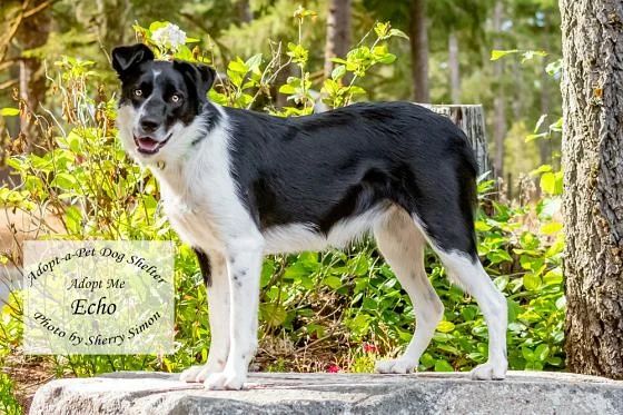 Meet ECHO!  She is a 1-year-old, 45#, Border Collie. Echo is a sweet young dog with a happy though reserved disposition.

Echo is a very smart herding dog. She has a lot of energy and would enjoy living on a farm with a nice fenced-in yard. Echo would do best as an only pet.  She has lived with horses in the past.  A secure fenced yard is required to keep her safe and happy.

Echo does alright with older kids 13+ kind and dog savvy and would fit in with an active family. She would benefit from a family who has time to dedicate to helping Echo with her leash manners. Do you think Echo sounds like everything you're looking for? Apply to adopt her today! She cannot wait to find her forever family!! 

*Border Collie experience is required*

If you have further questions, emails are the only method of communication at this time. We all care about the health of our 2-legged caregivers and the community at large, so as a precaution we have suspended our public open hours are by appointment only. We are still taking email inquiries and applications and will be in touch with you as soon as we are able. We appreciate everyone’s understanding during this difficult time! Stay Well!

CONTACT INFORMATION:

Email: adoptapetadoptions@gmail.com

Telephone: (360) 432-3091 OPTION 5