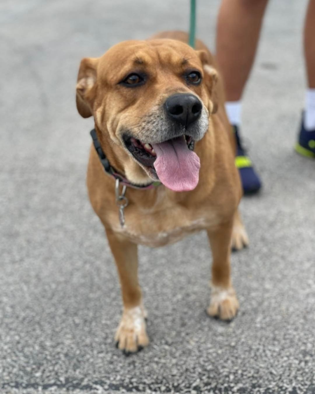 How can you resist that face? Our sweet Lexy really needs to get out of boarding and back into a foster home or a forever home!  She’s shutting down in boarding and doesn’t understand why she’s there!!

Please consider fostering or adopting this great low-key girl. She gets along fine with other dogs and would love to go to a low-key home where she can relax and lounge and be someone’s great companion. Fill out an app on our website, www.scoutshonor.org!