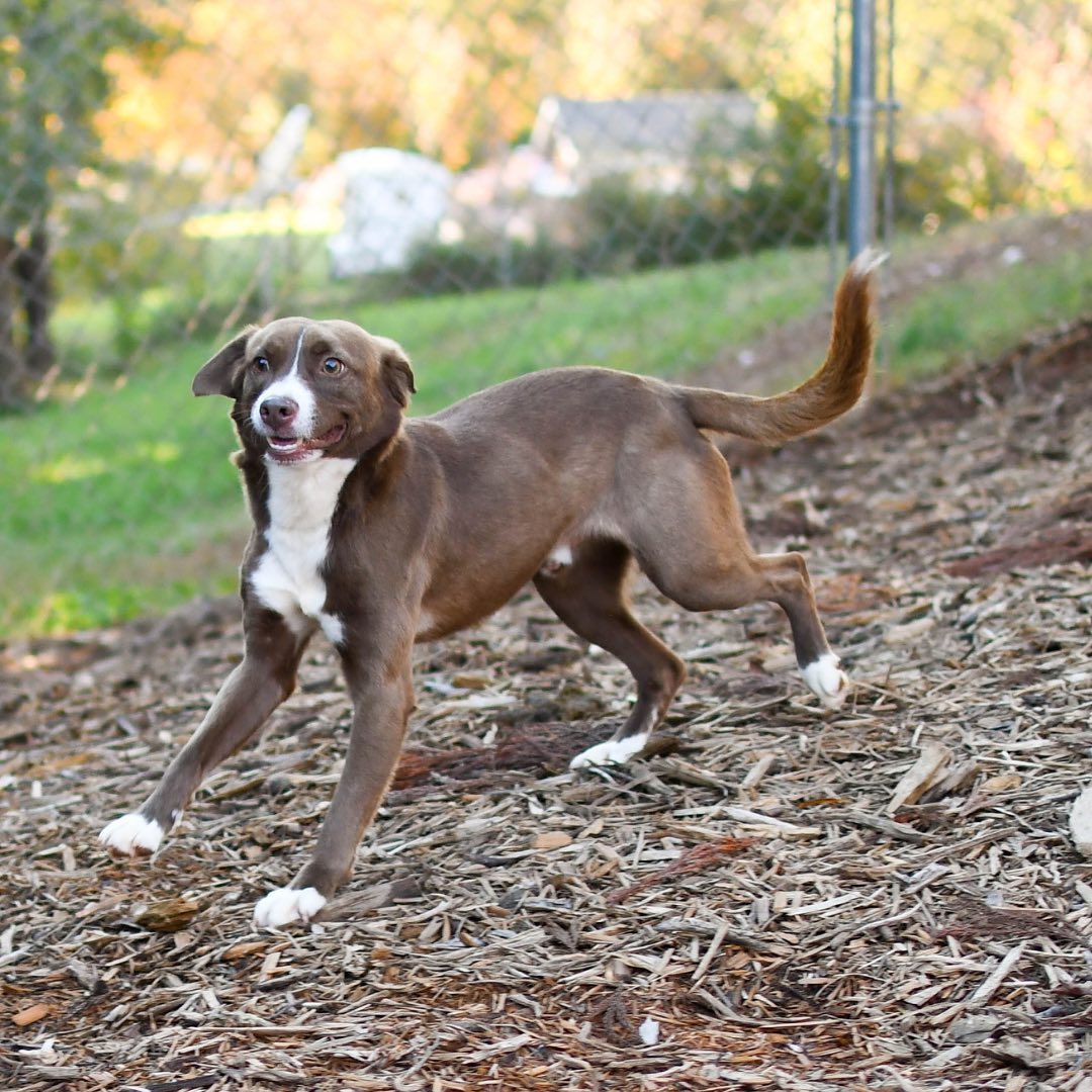 Adorable Joe P has our staff wrapped around his paw!🐾

Joe P loves nothing more than cuddling with his people and playing out in the yard with his four-legged shelter buddies! Joe loves to run around, so he’d do best in a home with a big yard with owners who are up for play time! Joe P can be shy at first, but with time he warms up to you and welcomes kisses, belly rubs and cuddles. His leash work has improved tremendously since he first arrived at Furkids, and after eight months in the shelter, Joe P is ready for his new family to come along. Can you help this happy pup find his fur-ever home?🐶 (Link in bio for adoption info)