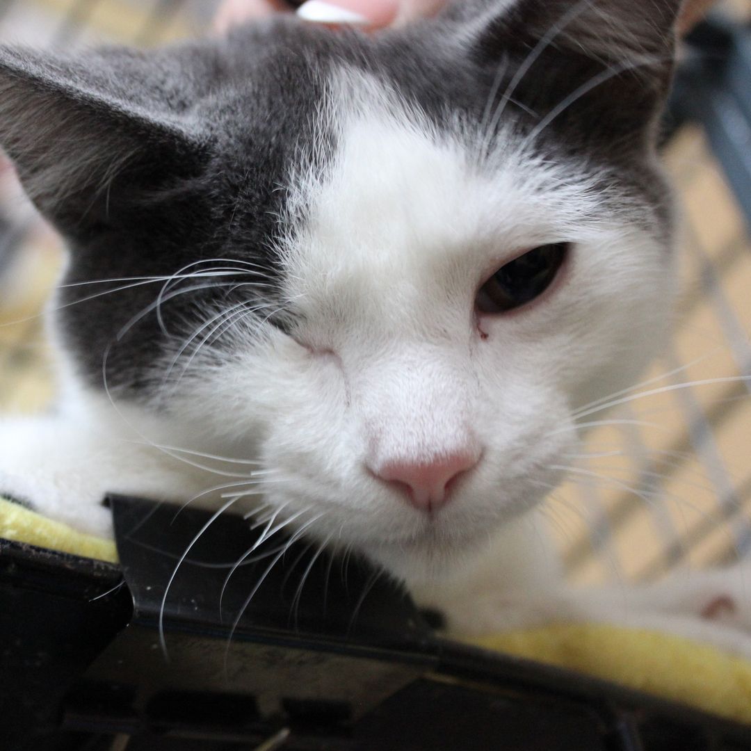 🐾Cat of the day!🐾
This is Wink! Hence his name he has one eye but that doesn't let him get down! He is an active, loving boy!

💥Save the Date!💥
Students at Iowa BIG are planning an adoption event on Sunday, November 28th from 12-4, there will be a bake sale, drinks, and a raffle for some awesome baskets!