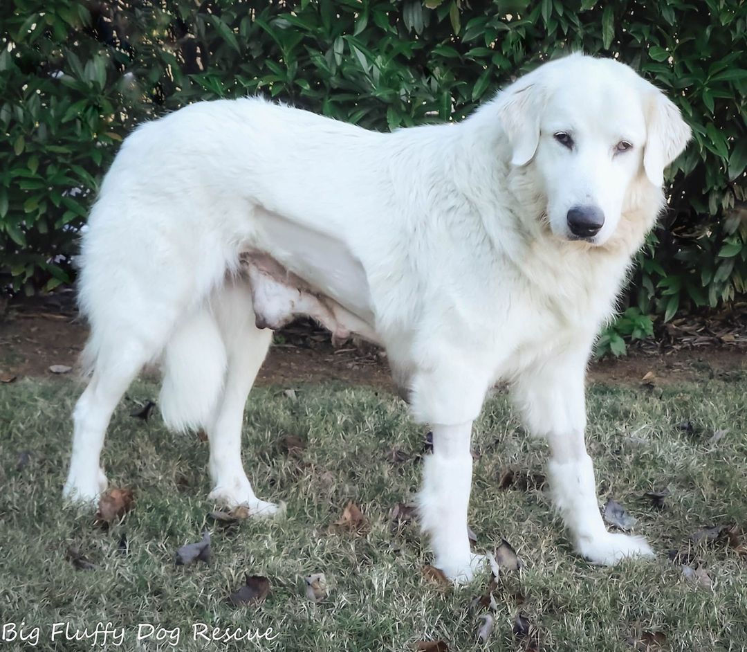 I need some magic from you all, so please read and spread the word. ⠀
⠀
This is Veronica Grace, the Great Pyrenees that we took in with the enormous mammary tumor that was dragging the ground. As it turned out, she was also carrying two dead puppies in utero.  The surgery to remove her uterus and the huge tumor left her with a 15cm incision which is healing. She has several other small tumors we won't be removing.⠀
⠀
The pathology report on this dog was pretty terrible and we sent her to the oncologist for a work up. She has metastatic mammary cancer that is a grade 3 fairly aggressive adenocarcinoma. Several lymph nodes are involved and there is a 3cm mass in the abdomen that could be a lymph node, but may also be an invasive tumor. ⠀
⠀
This is not a treatable cancer. Chemotherapy would potentially extend her a life a month or two, but we do not believe that this in her best interest. What she needs is a hospice home with palliative care to keep her comfortable. She is sweet and low maintenance and she is currently very interested in her world. The vet cannot nail down an exact timeline, but she likely has 1 to 3 months to live. I don't want that time to be in the kennel.⠀
⠀
Veronica is great with people, but not great with dogs. She needs a hospice foster home with someone who can separate her from other dogs or with no other dogs. She is mellow, sweet and well-mannered. ⠀
⠀
She is in Nashville. It takes a special person to be able to do this, but hospice fostering is one of the most rewarding things you can do. This dog deserves a place to call home for whatever time she may have.  If you can foster this dog for the last months of her life, please email nicole@bigfluffydogs.com. ⠀
⠀
Spread the word, please.