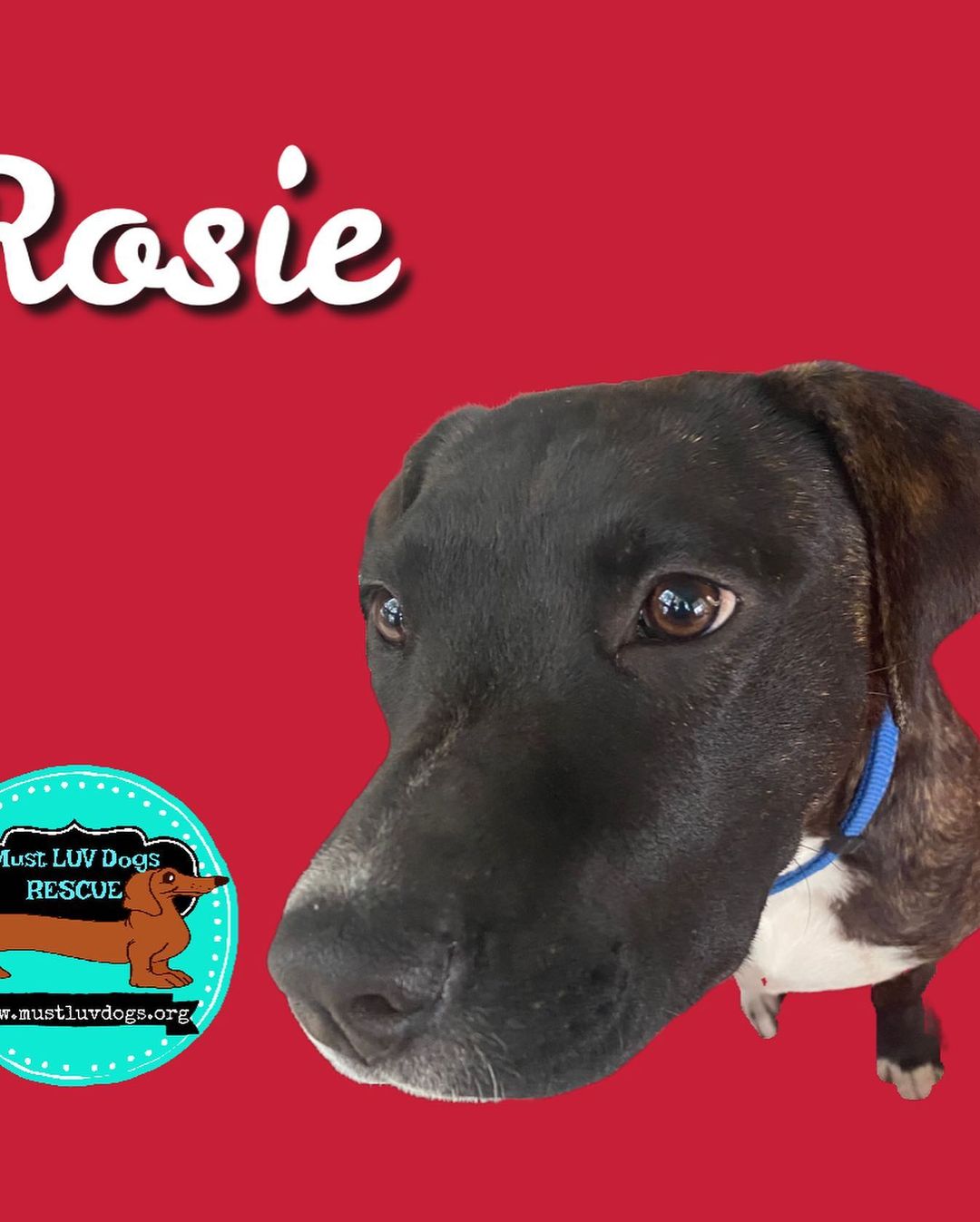 Nosey Rosie is soo ready to find her furever home.  She is a super sweet 5 month old catahoula mix.  She weighs about 35 pounds but is still growing!  She is playful and always happy.  She luvs her people and all other pups.  She is goofy and funny.  She likes to play tug-of-war with her ropes. She loves chew toys and is oh so nosey!  Her adoption fee is $150 and includes her vaccines up-to-date, spay and microchip.  She requires a secure yard and a home with lots of love.  She is all puppy so she needs lots of exercise and stimulation.  If you are interested in making this sweet girl a part of your family please apply here:  You can find my form 