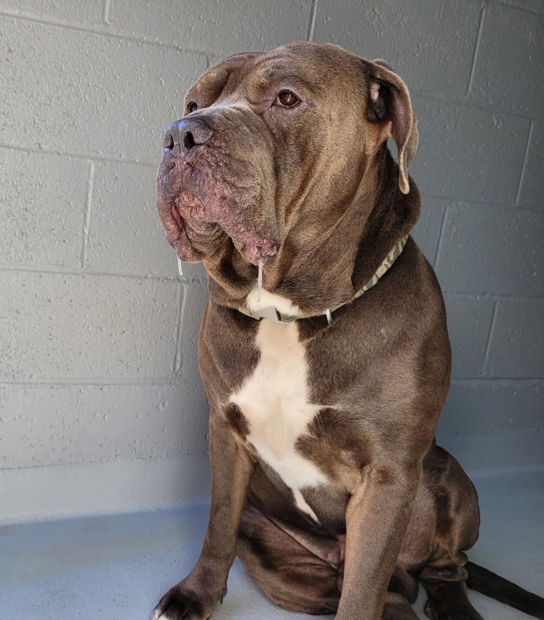 ‼ FOUND DOG ‼
This very large, handsome guy was found in the area of the Greenwood Village Apartments. Please share to help him find his way home. 🏠
If this is your dog, contact Hamilton Animal Shelter. 
📞 609-890-3550