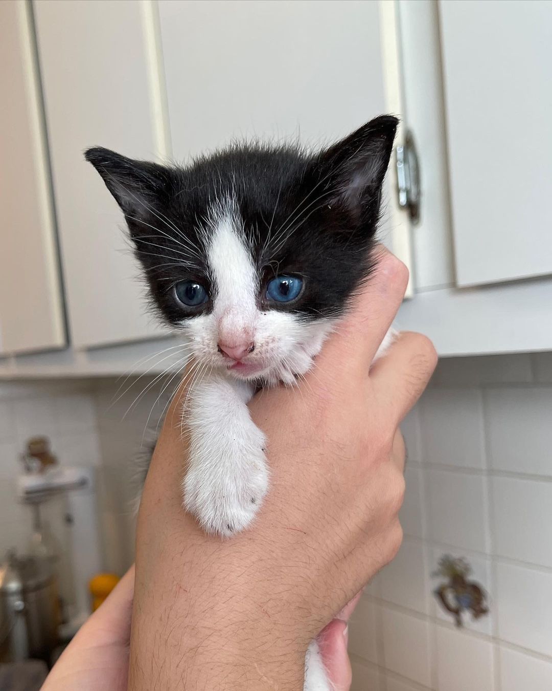 James 🍑 

Our little super model baby is thriving! Swipe to the last photo from when he first arrived covered in fleas 🤢. This sweet baby has two special different colored eyes and is going on Monday with his Siblings and Mela for a snap test and check up! 

Your donations help make this work possible. Kittens require multiple vet visits, multiple deworming, vaccines, lots of food, lots of litter and supplies, toys, surgery — and the list goes on! You can donate today on $5 Friday to help us raise $$ for their visit! 
⬇️⬇️⬇️
You can help us out by donating:
•PayPal: kittensandbarbellsnyc@gmail.com (friends and family option) 
•VENMO: kittensandbarbells_ 
•Sending a @chewy gift card to us at kittensandbarbellsnyc@gmail.com ⬅️