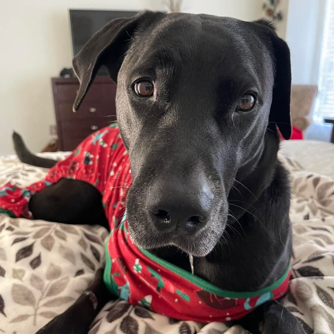 On a chilly morning, Carl likes to snuggle up in his Christmas Dinosaur PJ’s! 😬😂

If you're looking for a dog to snuggle with this holiday season and are within 250 miles of Lake Placid, NY, please visit our website: 
https://www.joshuafundrescue.org/adoptioninfo

❤️ The Joshua Fund Dog Rescue is a registered 501(c)(3) nonprofit organization. We are an all-volunteer organization and rely solely on donations to save dogs like this from high-kill shelters and put them in forever homes. Thank you for helping us save lives! ⁠❤️
-
-
-
<a target='_blank' href='https://www.instagram.com/explore/tags/joshuafunddogs/'>#joshuafunddogs</a> <a target='_blank' href='https://www.instagram.com/explore/tags/rescue/'>#rescue</a> <a target='_blank' href='https://www.instagram.com/explore/tags/rescuedogs/'>#rescuedogs</a> <a target='_blank' href='https://www.instagram.com/explore/tags/rescuedogsofinstagram/'>#rescuedogsofinstagram</a> <a target='_blank' href='https://www.instagram.com/explore/tags/rescuedisthebestbreed/'>#rescuedisthebestbreed</a> <a target='_blank' href='https://www.instagram.com/explore/tags/adoptdontshop/'>#adoptdontshop</a> <a target='_blank' href='https://www.instagram.com/explore/tags/dogsofinstagram/'>#dogsofinstagram</a> <a target='_blank' href='https://www.instagram.com/explore/tags/doglovers/'>#doglovers</a> <a target='_blank' href='https://www.instagram.com/explore/tags/adoptadog/'>#adoptadog</a> <a target='_blank' href='https://www.instagram.com/explore/tags/loveofdogs/'>#loveofdogs</a> <a target='_blank' href='https://www.instagram.com/explore/tags/nonprofit/'>#nonprofit</a> <a target='_blank' href='https://www.instagram.com/explore/tags/dogs/'>#dogs</a> <a target='_blank' href='https://www.instagram.com/explore/tags/shelterdog/'>#shelterdog</a> <a target='_blank' href='https://www.instagram.com/explore/tags/mansbestfriend/'>#mansbestfriend</a> <a target='_blank' href='https://www.instagram.com/explore/tags/petadoption/'>#petadoption</a> <a target='_blank' href='https://www.instagram.com/explore/tags/adoptme/'>#adoptme</a> <a target='_blank' href='https://www.instagram.com/explore/tags/dogoftheday/'>#dogoftheday</a> <a target='_blank' href='https://www.instagram.com/explore/tags/shelterdog/'>#shelterdog</a> <a target='_blank' href='https://www.instagram.com/explore/tags/rescuepetsofinstagram/'>#rescuepetsofinstagram</a> <a target='_blank' href='https://www.instagram.com/explore/tags/fosterdog/'>#fosterdog</a> <a target='_blank' href='https://www.instagram.com/explore/tags/fosterdogsofinstagram/'>#fosterdogsofinstagram</a> <a target='_blank' href='https://www.instagram.com/explore/tags/labsofinstagram/'>#labsofinstagram</a> <a target='_blank' href='https://www.instagram.com/explore/tags/labradorretriever/'>#labradorretriever</a>