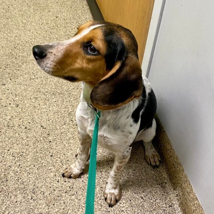 Meet Calvin!

Name: Calvin
Breed: Beagle mix
Sex: Male, neutered
Estimated Birthdate: 12/18/2020
Size: 23 pounds but not quite full grown.  We feel he will be small to medium
Good With Kids: Unknown but we feel he will be ok
Good With Cats: Unknown but probably not
Good With Other Dogs: Yes!  He loves his canine friends
Housetrained: In progress
Crate Trained: Yes
Recommended Environment: Calvin will go willingly into his crate but isn't always quiet when he is in there.  He would be better in a house than an apartment.  Calvin would do best with a canine companion; he loves playing with his buddy.  He is a Beagle and loves to follow his nose.  A fenced in yard would be ideal but isn't required.  Several walks throughout the day are a must!  Whoever is walking him should be prepared for plenty of sniff stops.  He is an active and intelligent dog and will require mental stimulation and physical exercise.
Additional Information: Calvin is a sweet dog and very snuggly.  He is fairly calm.  He is not quite as energetic as his sister Audrey but loves playing with her.  He loves meeting new people and dogs.  He is learning some of his commands but needs more time to master them.  He also needs to work on his leash manners.  Consistency and positive reinforcement will aid in his training.

Apply for Calvin here: https://www.adoptpetrescue.org/adoption-application/ 

<a target='_blank' href='https://www.instagram.com/explore/tags/rescuedog/'>#rescuedog</a> <a target='_blank' href='https://www.instagram.com/explore/tags/rescuedogsofinstagram/'>#rescuedogsofinstagram</a> <a target='_blank' href='https://www.instagram.com/explore/tags/beagle/'>#beagle</a> <a target='_blank' href='https://www.instagram.com/explore/tags/beaglehound/'>#beaglehound</a> <a target='_blank' href='https://www.instagram.com/explore/tags/adoptdontshop/'>#adoptdontshop</a> <a target='_blank' href='https://www.instagram.com/explore/tags/adoptpetrescue/'>#adoptpetrescue</a>