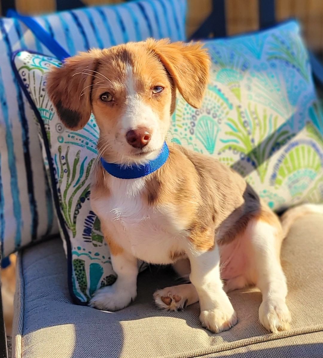 NEW TO THE CREW! 

Meet GRAHAM aka HAMMY!! 

3MO Male Doxy Aussie mix

https://bluetails.org/adoption-application