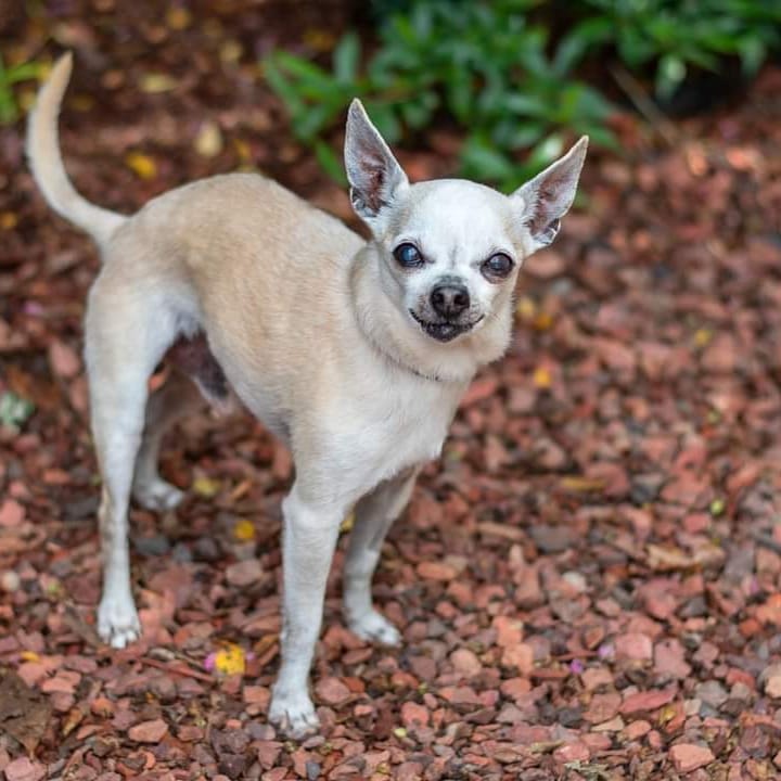 Chico is a senior male Chihuahua, 5 lbs. of lapdog, neutered, microchipped, up-to-date on vaccines and heartworm negative.  This little man was left behind when his owners moved away ☹, just like the trash.  But we know there is a home for him out there where he will be loved forever.  All he needs is you and a SECOND CHANCE! Good vet history, a fenced yard and a live or virtual home visit is required.  Fee: $150.  Apply online:  http://secondchancedogrescuela.org/adopt-a-dog-2/. Fostered by Mary.  Photo credit:  Bridget Mayo and her capable assistant, John. Thank you for sharing this pet!

📷 @bridgethmayo 

<a target='_blank' href='https://www.instagram.com/explore/tags/scdrla/'>#scdrla</a> <a target='_blank' href='https://www.instagram.com/explore/tags/adoptdontshop/'>#adoptdontshop</a> <a target='_blank' href='https://www.instagram.com/explore/tags/stopeuthanasia/'>#stopeuthanasia</a> <a target='_blank' href='https://www.instagram.com/explore/tags/rescuedogsofinstagram/'>#rescuedogsofinstagram</a> <a target='_blank' href='https://www.instagram.com/explore/tags/rescuerocks/'>#rescuerocks</a> <a target='_blank' href='https://www.instagram.com/explore/tags/rescuerehabrehome/'>#rescuerehabrehome</a> <a target='_blank' href='https://www.instagram.com/explore/tags/spayandneuteryourpets/'>#spayandneuteryourpets</a> <a target='_blank' href='https://www.instagram.com/explore/tags/unconditionallove/'>#unconditionallove</a> <a target='_blank' href='https://www.instagram.com/explore/tags/puppylove/'>#puppylove</a> <a target='_blank' href='https://www.instagram.com/explore/tags/fosteringsaveslives/'>#fosteringsaveslives</a> <a target='_blank' href='https://www.instagram.com/explore/tags/dogsofinstagram/'>#dogsofinstagram</a> <a target='_blank' href='https://www.instagram.com/explore/tags/goteamsecondchancebr/'>#goteamsecondchancebr</a>