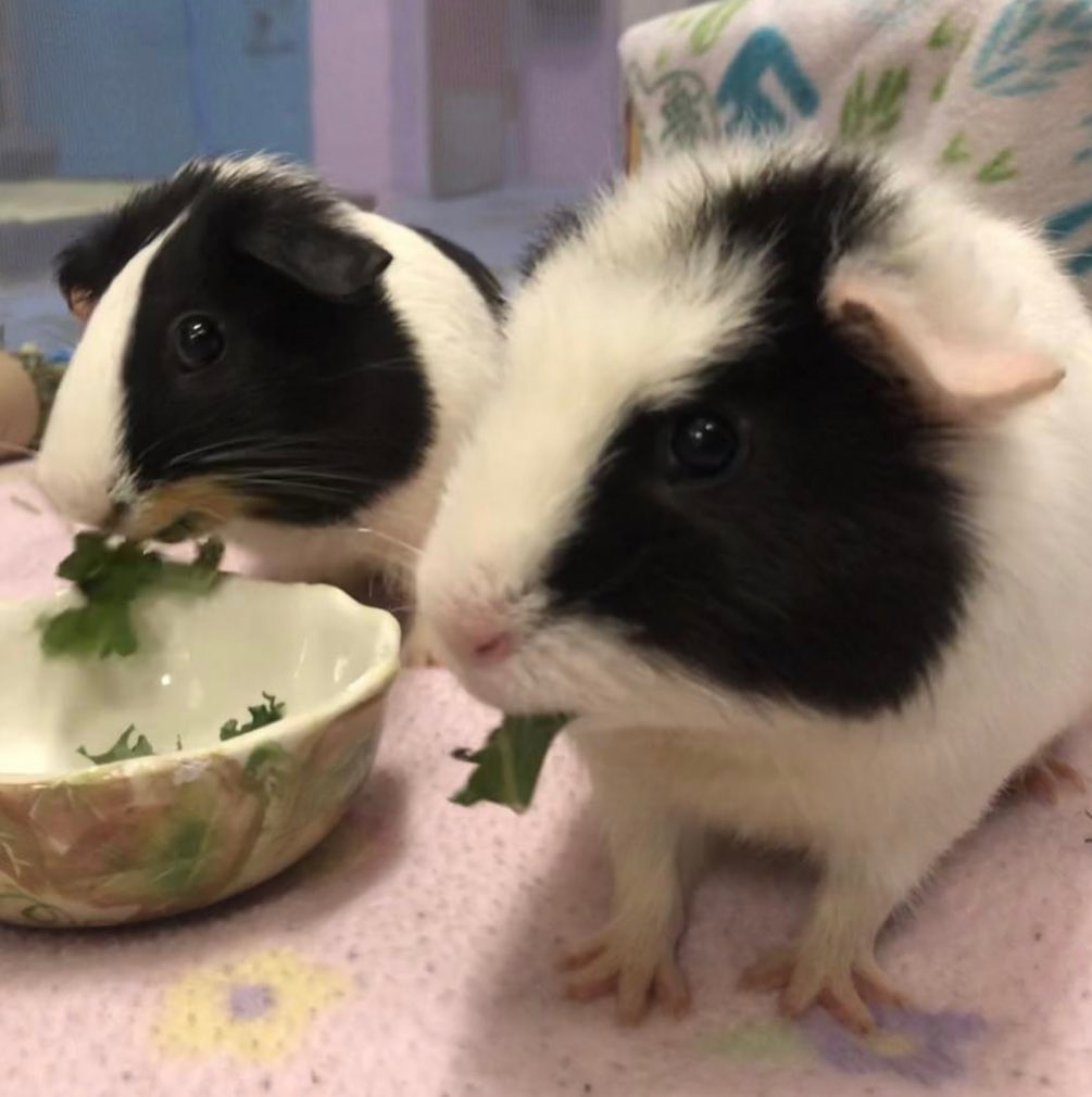 <a target='_blank' href='https://www.instagram.com/explore/tags/cutenessoverload/'>#cutenessoverload</a> we currently have 10 Guinea pigs available for adoption! 😍