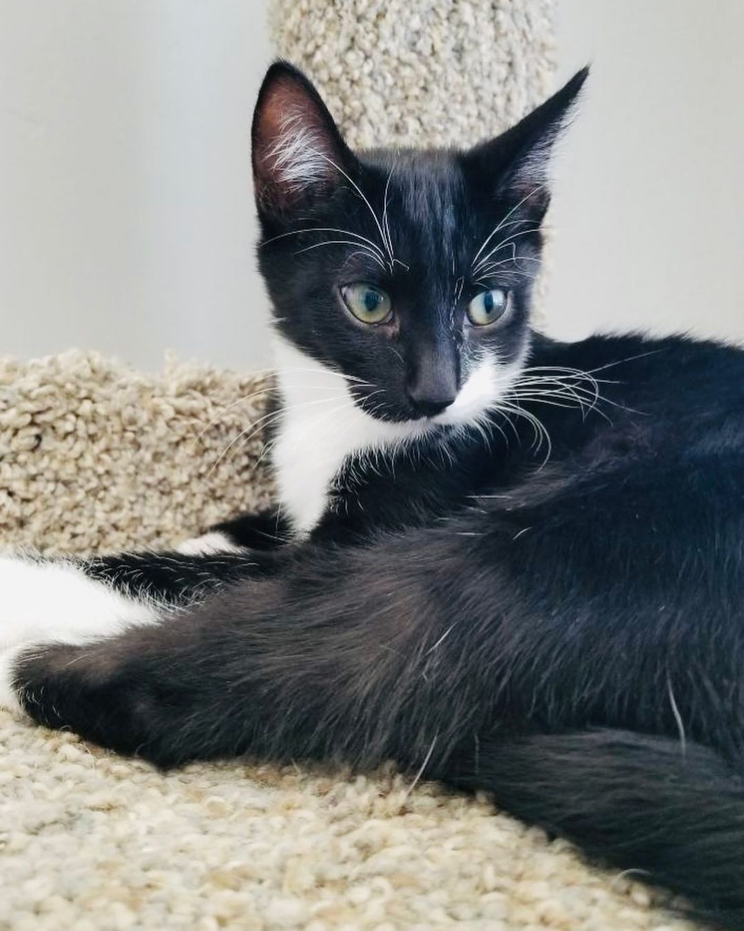 Hello- from River!
What a character! He has come a long way and is now ready fir his furrrver home. He came to his current foster super scared of every noise, now he loves to sit and watch rhe traffic go by. He loves balls and dumps the toy basket over and scatters the toys all over the room. He even occasionally comes and says Hi to the dogs! He loves his foster sister (seen in one of the pics) and is looking to be adopted into a home with another cat. Or maybe his sister, Aja? ❤️ He is combo tested negative, UTD on vax and soon to be neutered. He’s approx 3 months old. 
DM for an adoption questionnaire!
.
.
.
.
.
.
.
.
.
.
.
<a target='_blank' href='https://www.instagram.com/explore/tags/tuxedocat/'>#tuxedocat</a><a target='_blank' href='https://www.instagram.com/explore/tags/tuxies/'>#tuxies</a><a target='_blank' href='https://www.instagram.com/explore/tags/tuxedokitten/'>#tuxedokitten</a><a target='_blank' href='https://www.instagram.com/explore/tags/sheltercat/'>#sheltercat</a><a target='_blank' href='https://www.instagram.com/explore/tags/shelterkitten/'>#shelterkitten</a><a target='_blank' href='https://www.instagram.com/explore/tags/whiskersonfleek/'>#whiskersonfleek</a><a target='_blank' href='https://www.instagram.com/explore/tags/whitewhiskers/'>#whitewhiskers</a><a target='_blank' href='https://www.instagram.com/explore/tags/catlife/'>#catlife</a><a target='_blank' href='https://www.instagram.com/explore/tags/catfosters/'>#catfosters</a><a target='_blank' href='https://www.instagram.com/explore/tags/fosteringsaveslives/'>#fosteringsaveslives</a><a target='_blank' href='https://www.instagram.com/explore/tags/huffpostgram/'>#huffpostgram</a><a target='_blank' href='https://www.instagram.com/explore/tags/kittygram/'>#kittygram</a><a target='_blank' href='https://www.instagram.com/explore/tags/huntingtonbeach/'>#huntingtonbeach</a><a target='_blank' href='https://www.instagram.com/explore/tags/dailycat/'>#dailycat</a><a target='_blank' href='https://www.instagram.com/explore/tags/catpics/'>#catpics</a>