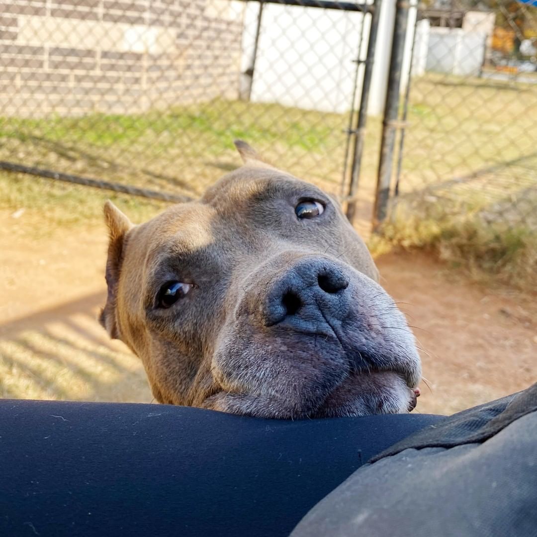 Meet Professor Wagglesworth. An esteemed teacher of all things wiggles and waggles, he can't wait to find a home where he can show off all of his knowledge on how to make humans smile. ❤️

This handsome pup is waiting for you at @dekalbanimals!