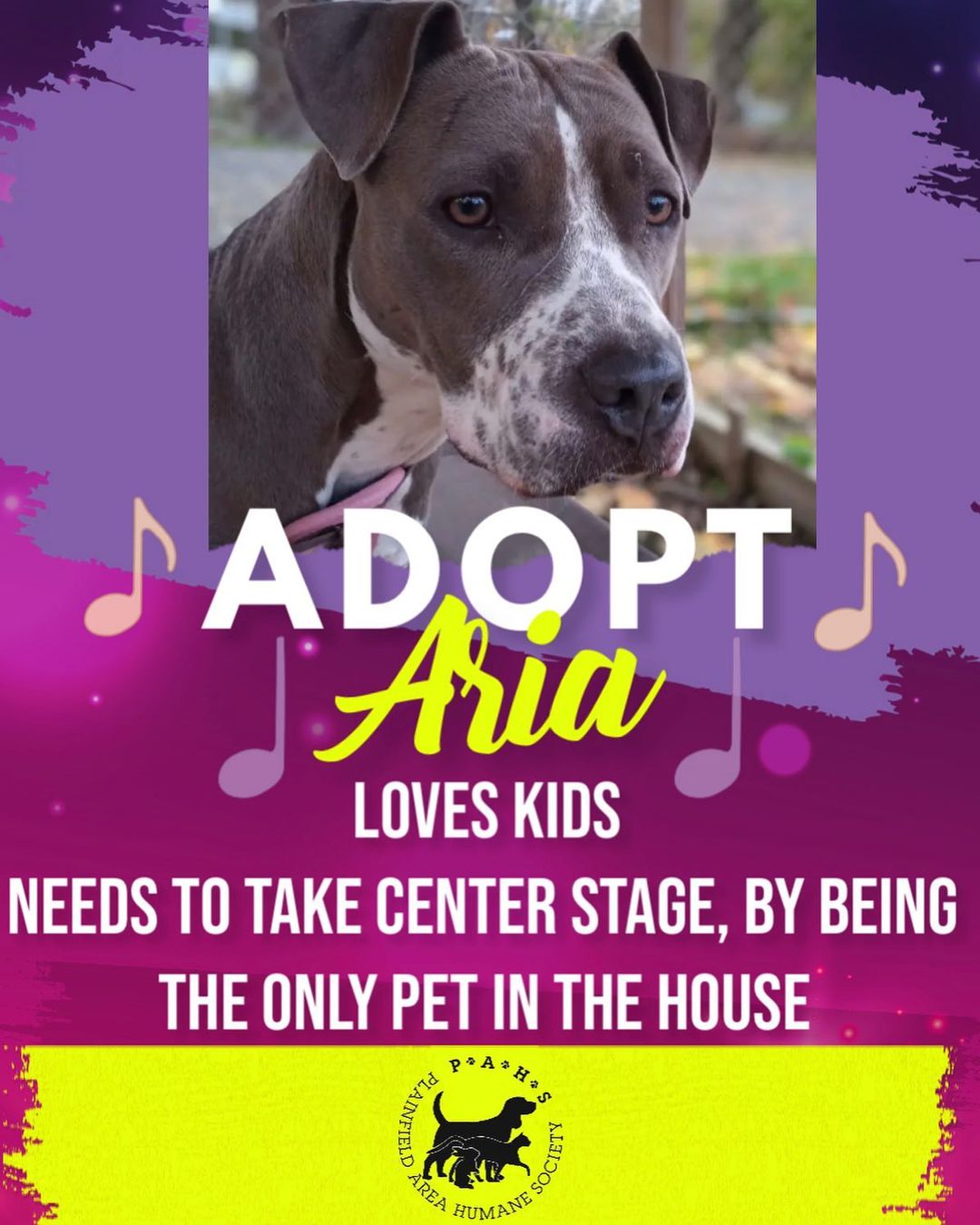 I’m a loving dog that will pull on your heart strings. I’m a big cuddler who loves kids! I could be your new babysitter! You can pay me with… making your home my furever home! 
My name suits me perfectly, Aria means “lioness”in Greek. I’m a leader!  I need to be the only pet in the home. In Italian, Aria means song or melody. I’ll sing the song of “happy together” with you, once you adopt me! <a target='_blank' href='https://www.instagram.com/explore/tags/adoptdontshop/'>#adoptdontshop</a> <a target='_blank' href='https://www.instagram.com/explore/tags/saturdayvibes/'>#saturdayvibes</a> <a target='_blank' href='https://www.instagram.com/explore/tags/holidays/'>#holidays</a> <a target='_blank' href='https://www.instagram.com/explore/tags/kids/'>#kids</a> <a target='_blank' href='https://www.instagram.com/explore/tags/sing/'>#sing</a> <a target='_blank' href='https://www.instagram.com/explore/tags/fureverhome/'>#fureverhome</a> <a target='_blank' href='https://www.instagram.com/explore/tags/fureverfamily/'>#fureverfamily</a> <a target='_blank' href='https://www.instagram.com/explore/tags/rescuedismyfavoritebreed/'>#rescuedismyfavoritebreed</a>