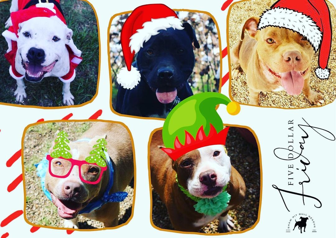 It's time for a Pibble Christmas!!
Are you guys ready?!

This year, we are shooting for the stars - way, way up high!
We will have three options available for our wonderful supporters to help the adopt-a-bulls and volunteers at Shaw PBR!

December Sponsors ($100)
Secret Santas
and Stocking Stuffers

But, today - we're focusing on our December sponsorships.
Pick your pibble and let's get this done :)

<a target='_blank' href='https://www.instagram.com/explore/tags/donate/'>#donate</a> 
<a target='_blank' href='https://www.instagram.com/explore/tags/FiveDollarFriday/'>#FiveDollarFriday</a> 
<a target='_blank' href='https://www.instagram.com/explore/tags/adoptabull/'>#adoptabull</a>