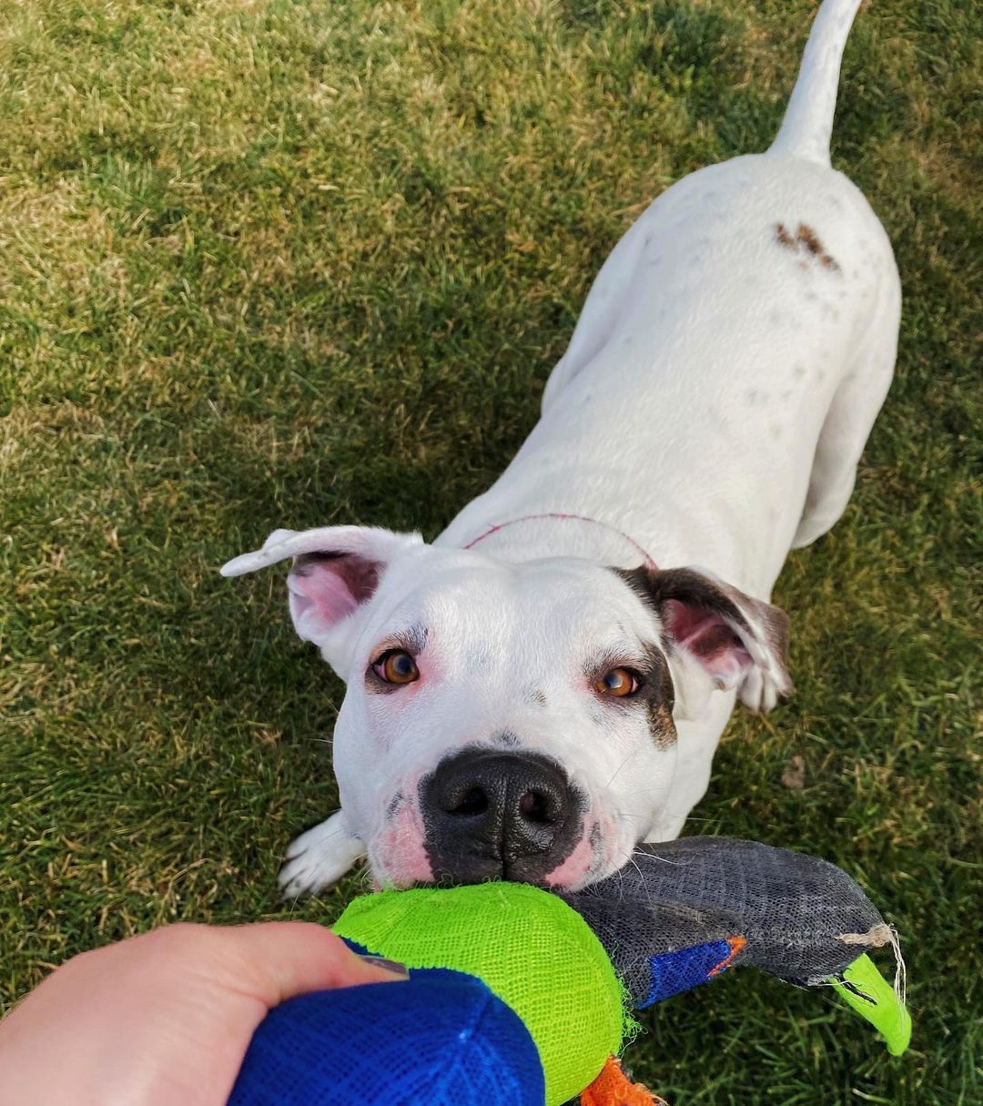 Everyone meet Darla! 🐾

Hi everyone I’m Darla. I’m ruffly 2yrs old and just love everyone and everything! I enjoy quiet time and just hanging out most of the time but when I get the zoomies… I’m the fastest clumsiest girl you’ve ever seen! So watch out! 

I would make a great addition to a family without other dogs or small children because I just get to excited and a bit overwhelmed at times when there’s a lot going. I’m definitely a people pleaser though so we can work on my manners together, like a team. 🥰

You should come in and say hi, I’d love to meet you! ♥️