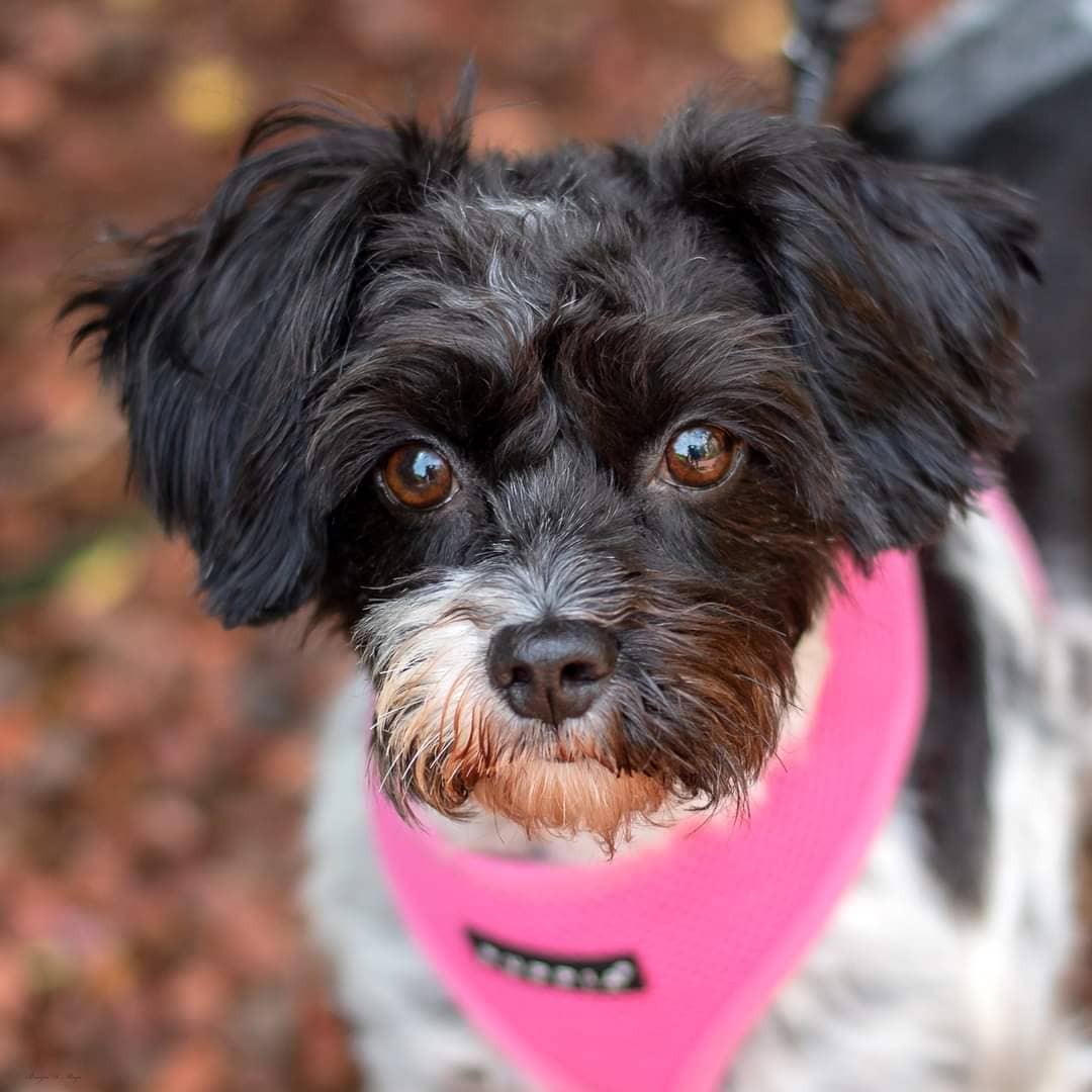 Bunny is a 3 yr old 16 lb female terrier mix, spayed, microchipped, up-to-date on vaccines and currently being treated for heartworms by slow-kill which consists of a month  of antibiotics (Doxycycline) and consistent monthly doses of Advantage Multi until a negative test result or until she is eligible to start immiticide treatment (fast kill). More information on heartworms and treatment upon request.  Bunny is a little nervous but warms up and is loving with her foster parents.  She would benefit from being with an experience dog owner in an adult only home.  Good vet history, a fenced yard and a live or virtual home visit required for approval.  Fee: $250.  Apply online:  http://secondchancedogrescuela.org/adopt-a-dog-2/. Thank you for sharing this pet!  Fostered by Mary. 

📷 @bridgethmayo 

<a target='_blank' href='https://www.instagram.com/explore/tags/scdrla/'>#scdrla</a> <a target='_blank' href='https://www.instagram.com/explore/tags/adoptdontshop/'>#adoptdontshop</a> <a target='_blank' href='https://www.instagram.com/explore/tags/stopeuthanasia/'>#stopeuthanasia</a> <a target='_blank' href='https://www.instagram.com/explore/tags/rescuedogsofinstagram/'>#rescuedogsofinstagram</a> <a target='_blank' href='https://www.instagram.com/explore/tags/rescuerocks/'>#rescuerocks</a> <a target='_blank' href='https://www.instagram.com/explore/tags/rescuerehabrehome/'>#rescuerehabrehome</a> <a target='_blank' href='https://www.instagram.com/explore/tags/spayandneuteryourpets/'>#spayandneuteryourpets</a> <a target='_blank' href='https://www.instagram.com/explore/tags/unconditionallove/'>#unconditionallove</a> <a target='_blank' href='https://www.instagram.com/explore/tags/puppylove/'>#puppylove</a> <a target='_blank' href='https://www.instagram.com/explore/tags/fosteringsaveslives/'>#fosteringsaveslives</a> <a target='_blank' href='https://www.instagram.com/explore/tags/dogsofinstagram/'>#dogsofinstagram</a> <a target='_blank' href='https://www.instagram.com/explore/tags/goteamsecondchancebr/'>#goteamsecondchancebr</a>