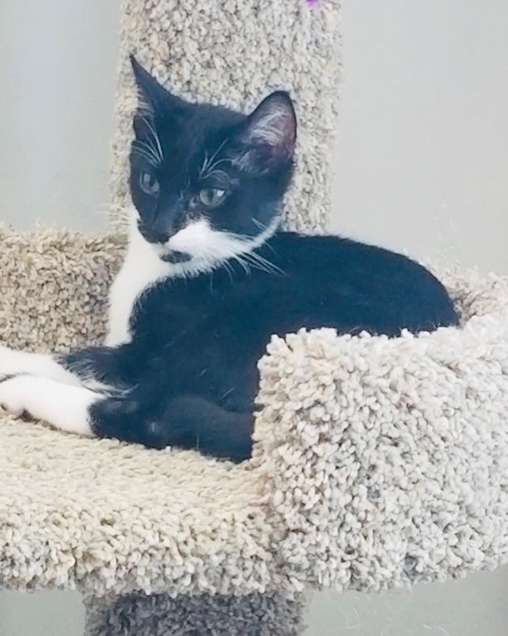 Hello- from River!
What a character! He has come a long way and is now ready fir his furrrver home. He came to his current foster super scared of every noise, now he loves to sit and watch rhe traffic go by. He loves balls and dumps the toy basket over and scatters the toys all over the room. He even occasionally comes and says Hi to the dogs! He loves his foster sister (seen in one of the pics) and is looking to be adopted into a home with another cat. Or maybe his sister, Aja? ❤️ He is combo tested negative, UTD on vax and soon to be neutered. He’s approx 3 months old. 
DM for an adoption questionnaire!
.
.
.
.
.
.
.
.
.
.
.
<a target='_blank' href='https://www.instagram.com/explore/tags/tuxedocat/'>#tuxedocat</a><a target='_blank' href='https://www.instagram.com/explore/tags/tuxies/'>#tuxies</a><a target='_blank' href='https://www.instagram.com/explore/tags/tuxedokitten/'>#tuxedokitten</a><a target='_blank' href='https://www.instagram.com/explore/tags/sheltercat/'>#sheltercat</a><a target='_blank' href='https://www.instagram.com/explore/tags/shelterkitten/'>#shelterkitten</a><a target='_blank' href='https://www.instagram.com/explore/tags/whiskersonfleek/'>#whiskersonfleek</a><a target='_blank' href='https://www.instagram.com/explore/tags/whitewhiskers/'>#whitewhiskers</a><a target='_blank' href='https://www.instagram.com/explore/tags/catlife/'>#catlife</a><a target='_blank' href='https://www.instagram.com/explore/tags/catfosters/'>#catfosters</a><a target='_blank' href='https://www.instagram.com/explore/tags/fosteringsaveslives/'>#fosteringsaveslives</a><a target='_blank' href='https://www.instagram.com/explore/tags/huffpostgram/'>#huffpostgram</a><a target='_blank' href='https://www.instagram.com/explore/tags/kittygram/'>#kittygram</a><a target='_blank' href='https://www.instagram.com/explore/tags/huntingtonbeach/'>#huntingtonbeach</a><a target='_blank' href='https://www.instagram.com/explore/tags/dailycat/'>#dailycat</a><a target='_blank' href='https://www.instagram.com/explore/tags/catpics/'>#catpics</a>