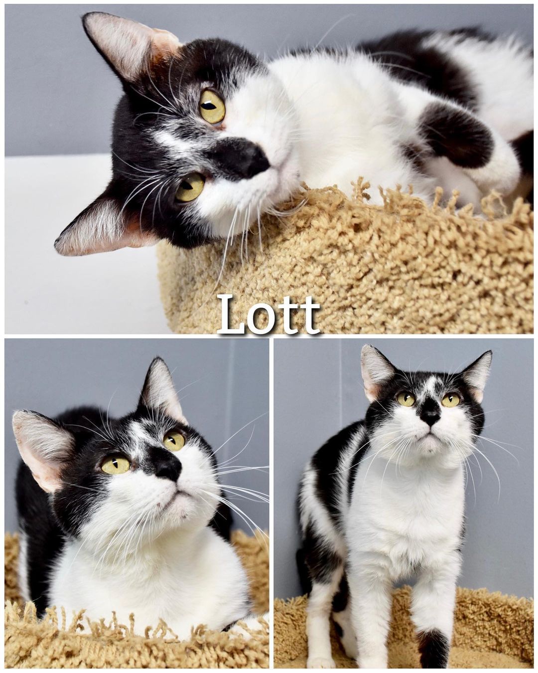 Meet Lott!
Lott is a very sweet, loving, and outgoing 1 1/2 year old boy looking for his forever home! He came to us with the large group of animals we recently rescued. His skin has been treated but is still healing due to his past, it will continue to recover with time. He absolutely loves to be pet and loved on by everyone he meets, he wants nothing more than to finally find her forever home!

Lott is neutered, up to date on vaccinations, FeLV tested, dewormed, and current on flea/tick prevention. 

Lott’s adoption fee is $45, plus $15 for microchip