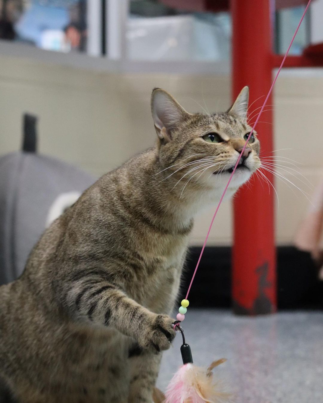 With cats like Monkey, sometimes the name fits a little too well 🙈

The name really says it all with this guy. He’s playful, goofy, mischievous, and loving just like any good monkey 🐒 

Stop by from 12-6 to meet everyone’s favorite cat tree crawler 🐵

🙈🙉🙊 pethelpers.org 🙈🙉🙊