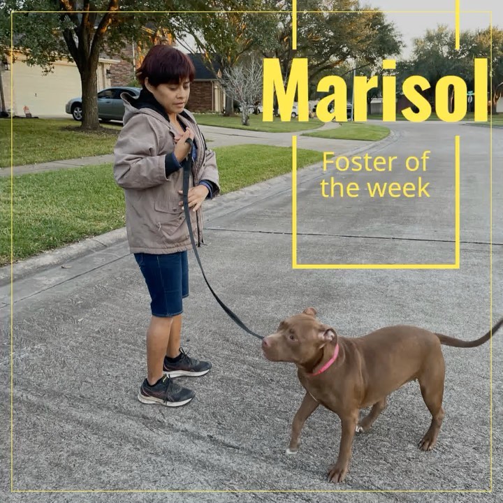 Foster Of The Week
Thank You Marisol for your hard work and dedication.  You always take excellent care of all your fosters.  We are Lucky you are part of our Foster Team!<a target='_blank' href='https://www.instagram.com/explore/tags/springbranchrescue/'>#springbranchrescue</a>
