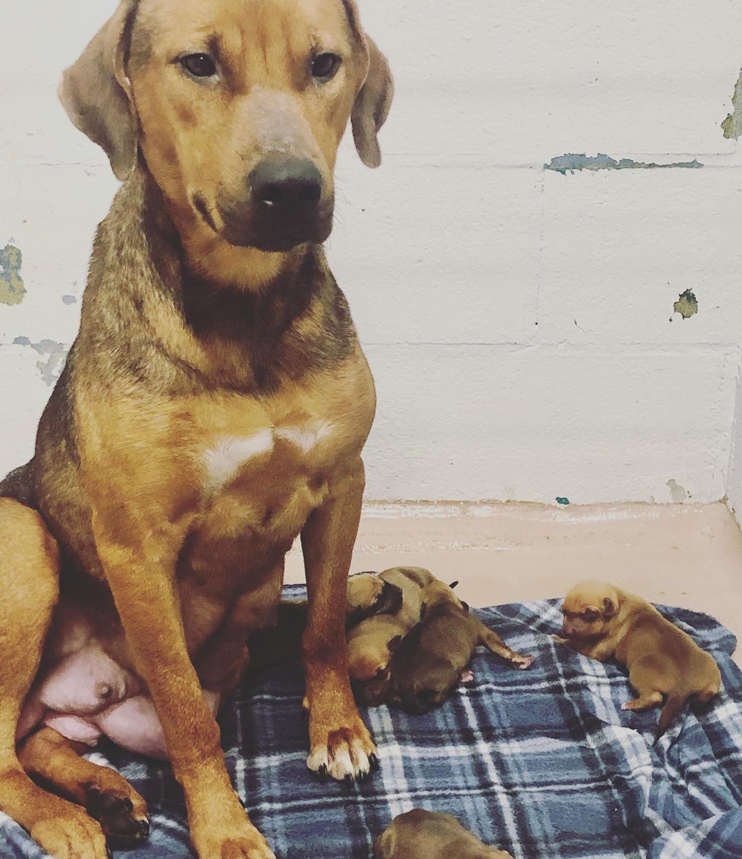 ❤️🐾 Foster needed! 🐾❤️ 
Meet Shirley and her 6 newborn babies! They are in need of a quiet foster home so Shirley can nurse and take care of her new little ones without the stress of the shelter environment. If you can open up your home to this little family, please give us a call or come down to the shelter ! Thank you! 
205-752-9101