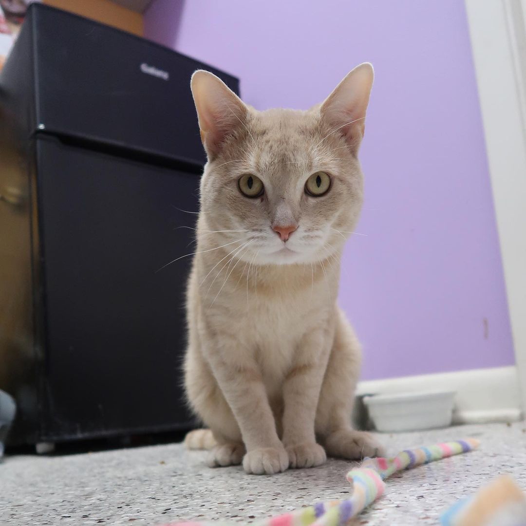 Happy Friday! I'm Oslo and I'm ready to be your new BFF! I'm 2 years young, I love to play, and am (clearly) very photogenic! I love all of the humans I've met here at Cat Haven and will come right up to you for attention, but my felines friends can intimidate me a little bit. To everyone's surprise, I made a friends in Miss Hope, a long-time Cat Haven resident! We are hanging out and having so much fun, we'd love to find a home together!

<a target='_blank' href='https://www.instagram.com/explore/tags/FelineFriday/'>#FelineFriday</a> <a target='_blank' href='https://www.instagram.com/explore/tags/adoptable/'>#adoptable</a> <a target='_blank' href='https://www.instagram.com/explore/tags/adoptme/'>#adoptme</a> <a target='_blank' href='https://www.instagram.com/explore/tags/adoptdontshop/'>#adoptdontshop</a> <a target='_blank' href='https://www.instagram.com/explore/tags/catrescue/'>#catrescue</a> <a target='_blank' href='https://www.instagram.com/explore/tags/rescuecat/'>#rescuecat</a> <a target='_blank' href='https://www.instagram.com/explore/tags/rescuecatsofinstagram/'>#rescuecatsofinstagram</a> <a target='_blank' href='https://www.instagram.com/explore/tags/rescuecats/'>#rescuecats</a> <a target='_blank' href='https://www.instagram.com/explore/tags/batonrouge/'>#batonrouge</a> <a target='_blank' href='https://www.instagram.com/explore/tags/cathavenbr/'>#cathavenbr</a> <a target='_blank' href='https://www.instagram.com/explore/tags/225gives/'>#225gives</a> <a target='_blank' href='https://www.instagram.com/explore/tags/givingtuesday/'>#givingtuesday</a>